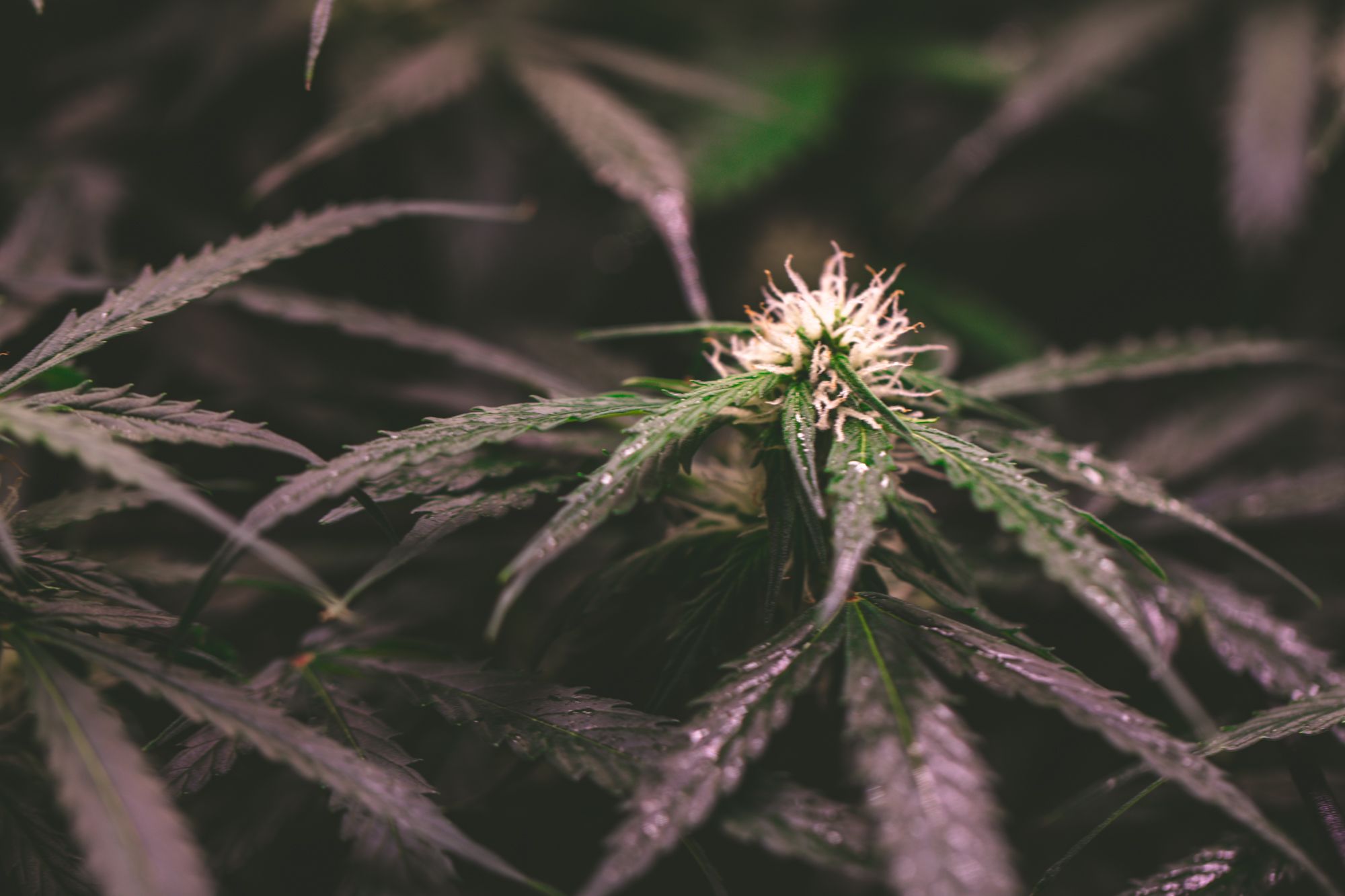 weed-6731.jpg