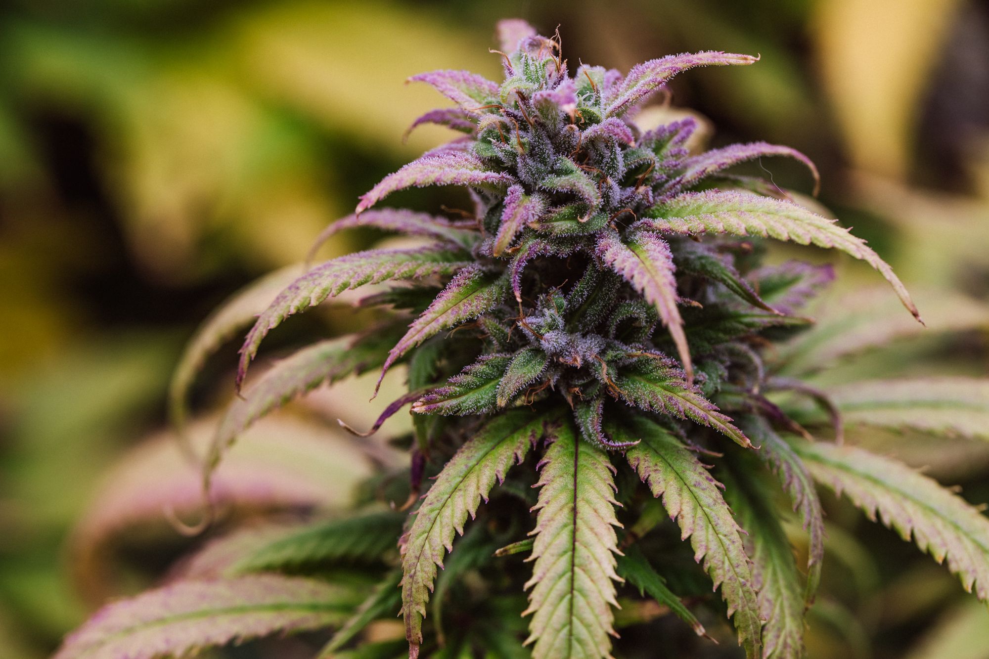 weed-4179.jpg
