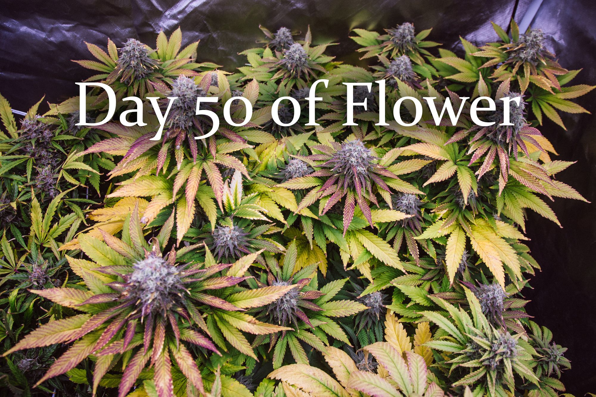 weed-4188.jpg