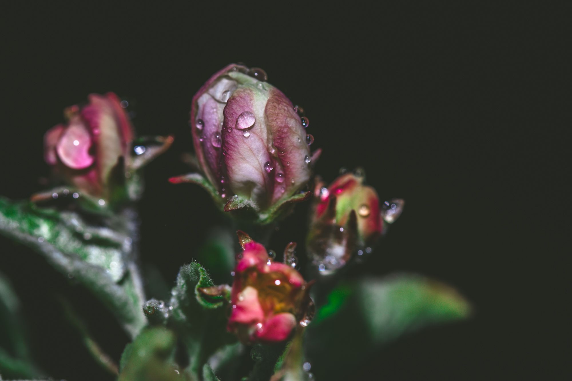 flowers-1078.jpg