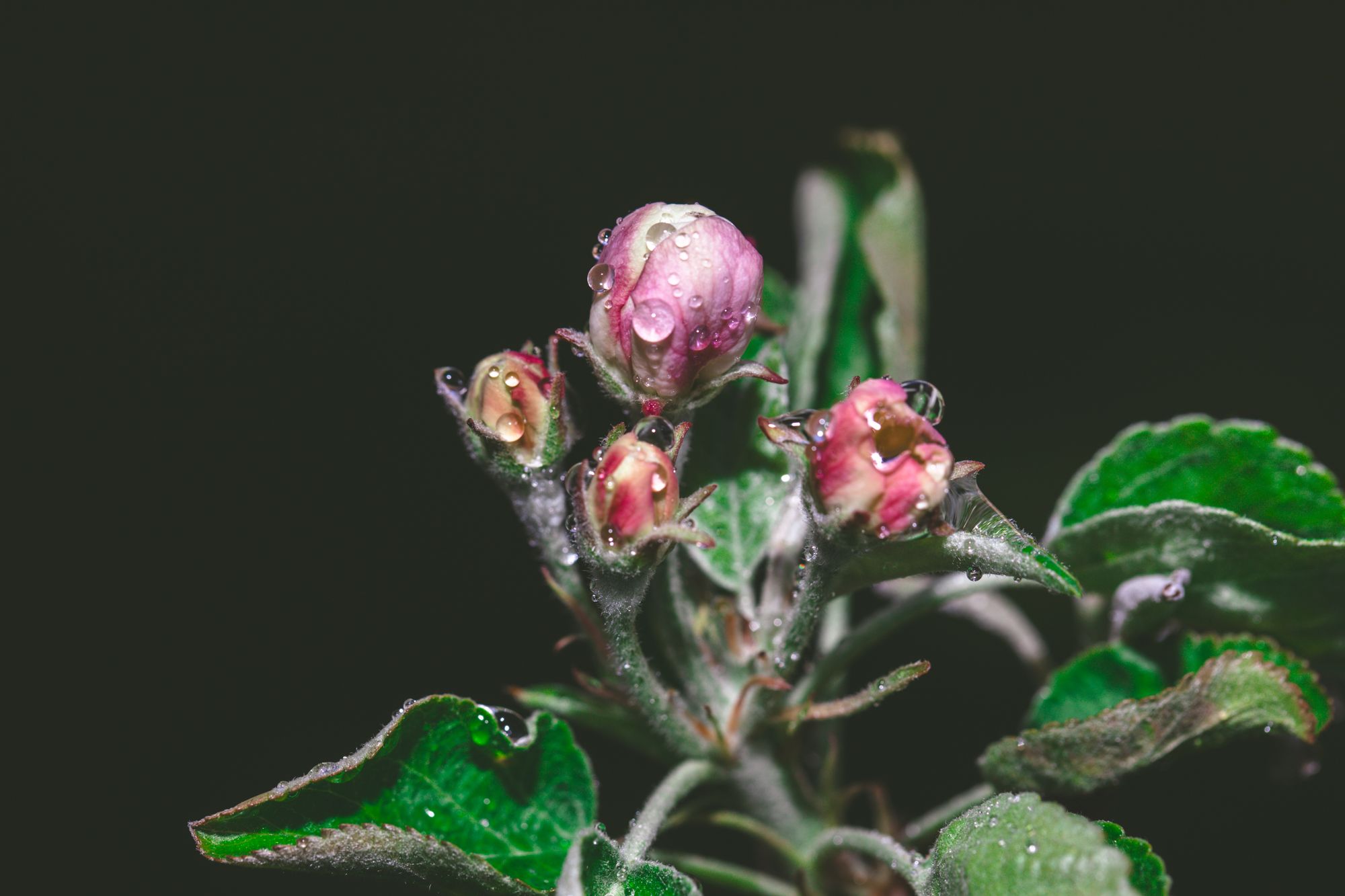 flowers-1073.jpg