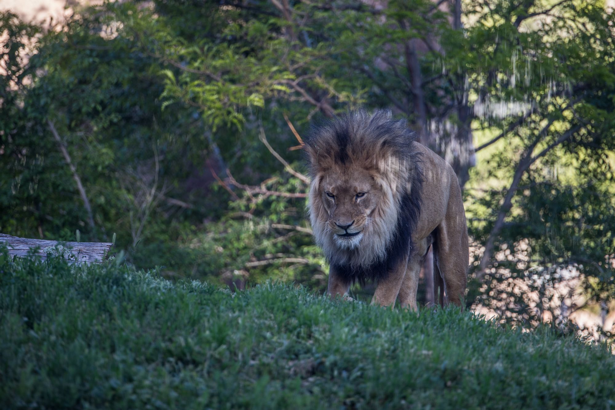 bigcats-2924.jpg