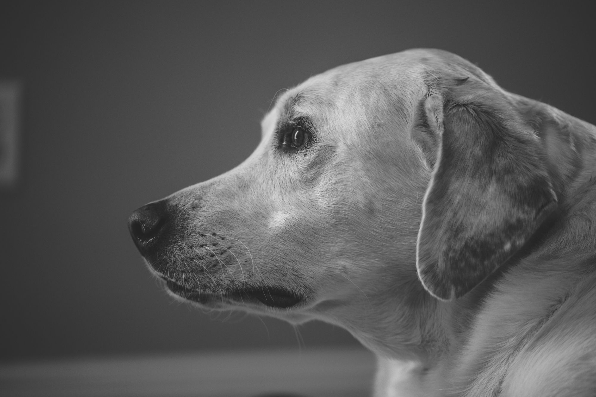 pets-3522.jpg
