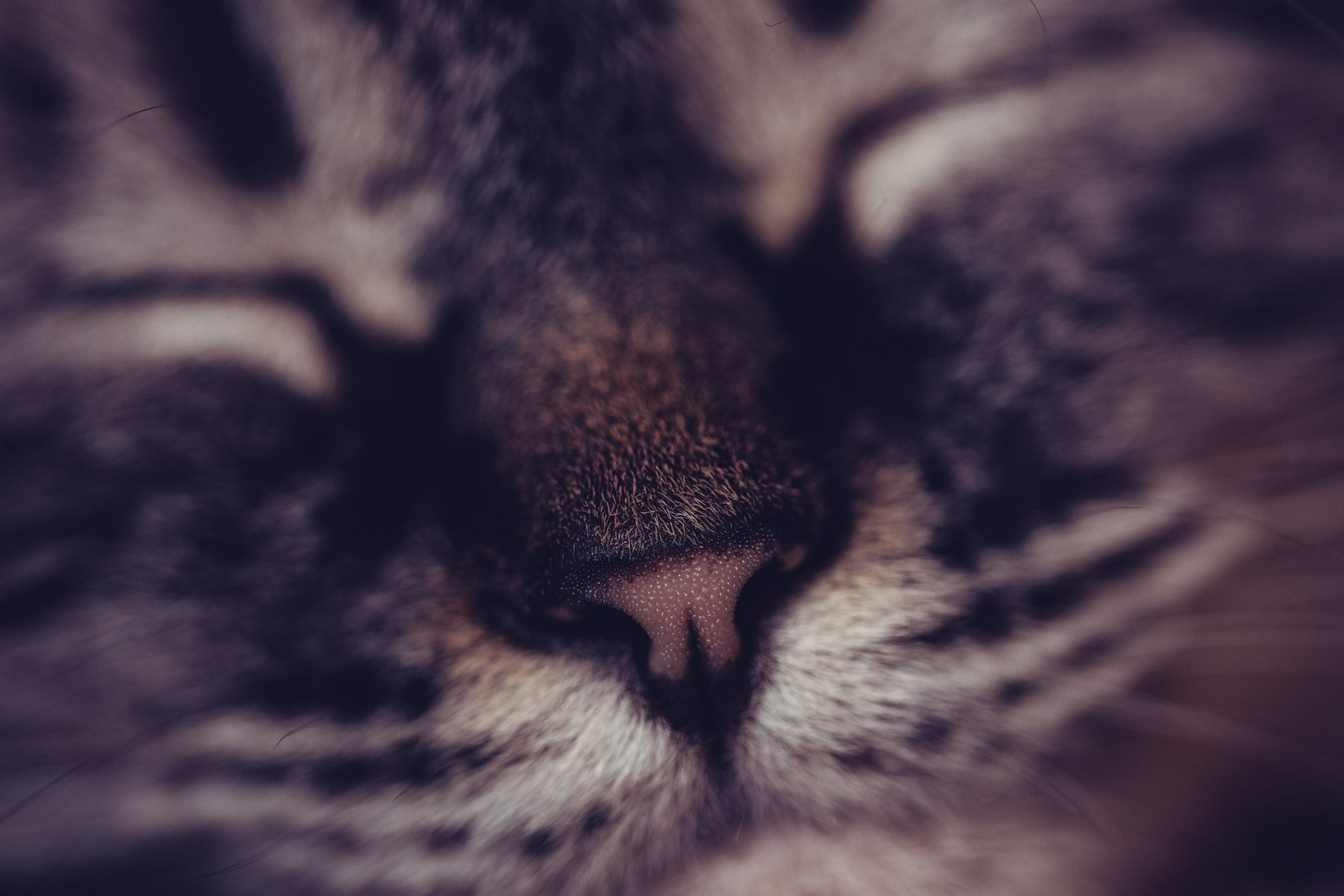 pets-3507.jpg