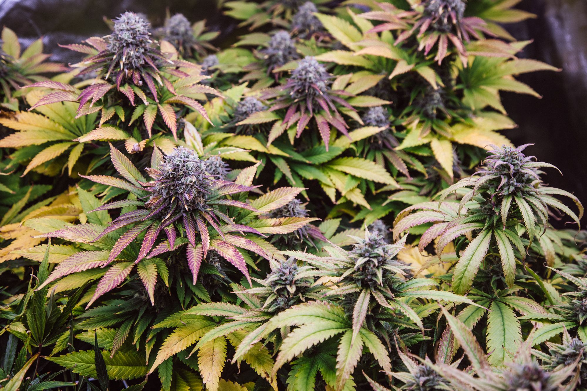 weed-4190.jpg