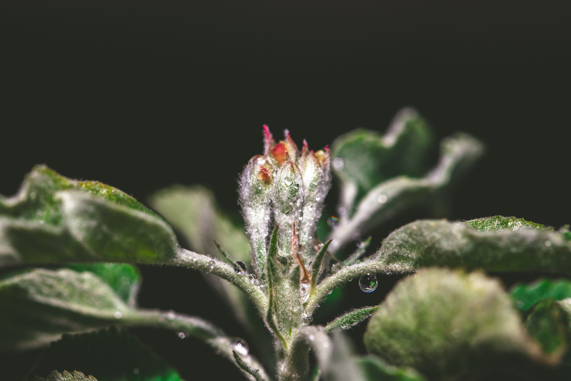 flowers-1080.jpg