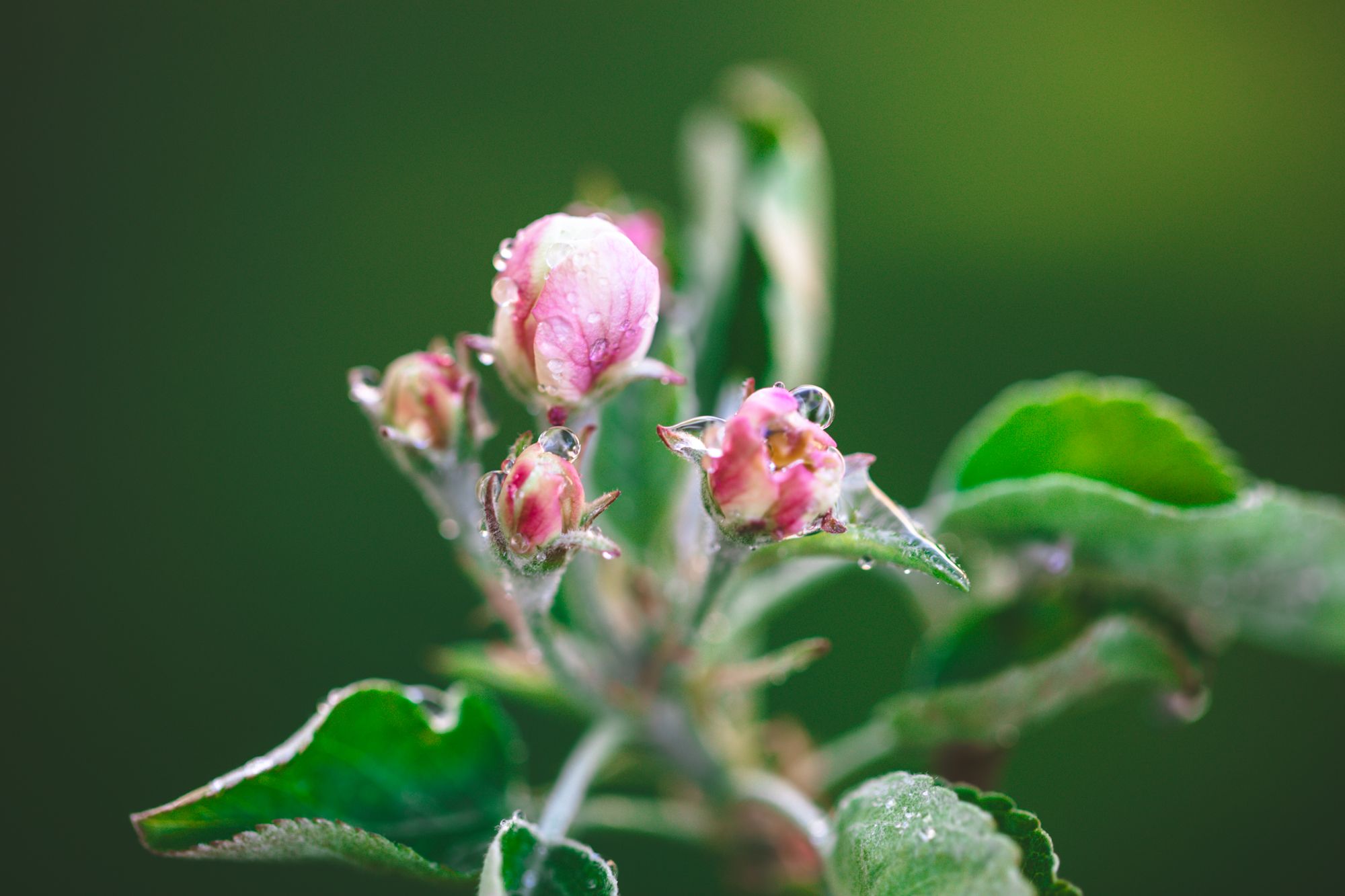 flowers-1072.jpg