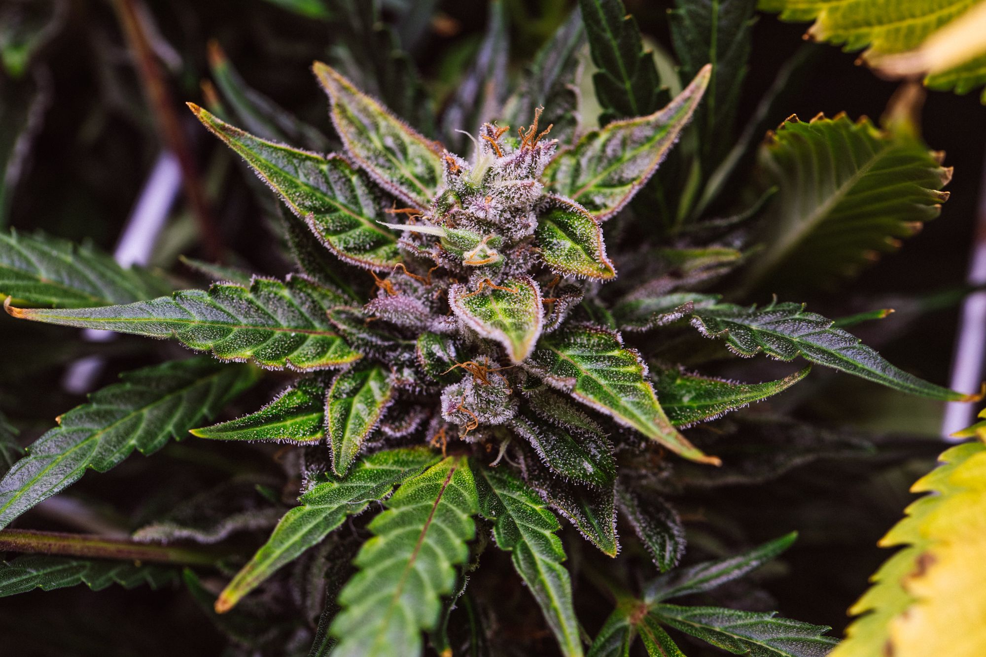 weed-4184.jpg