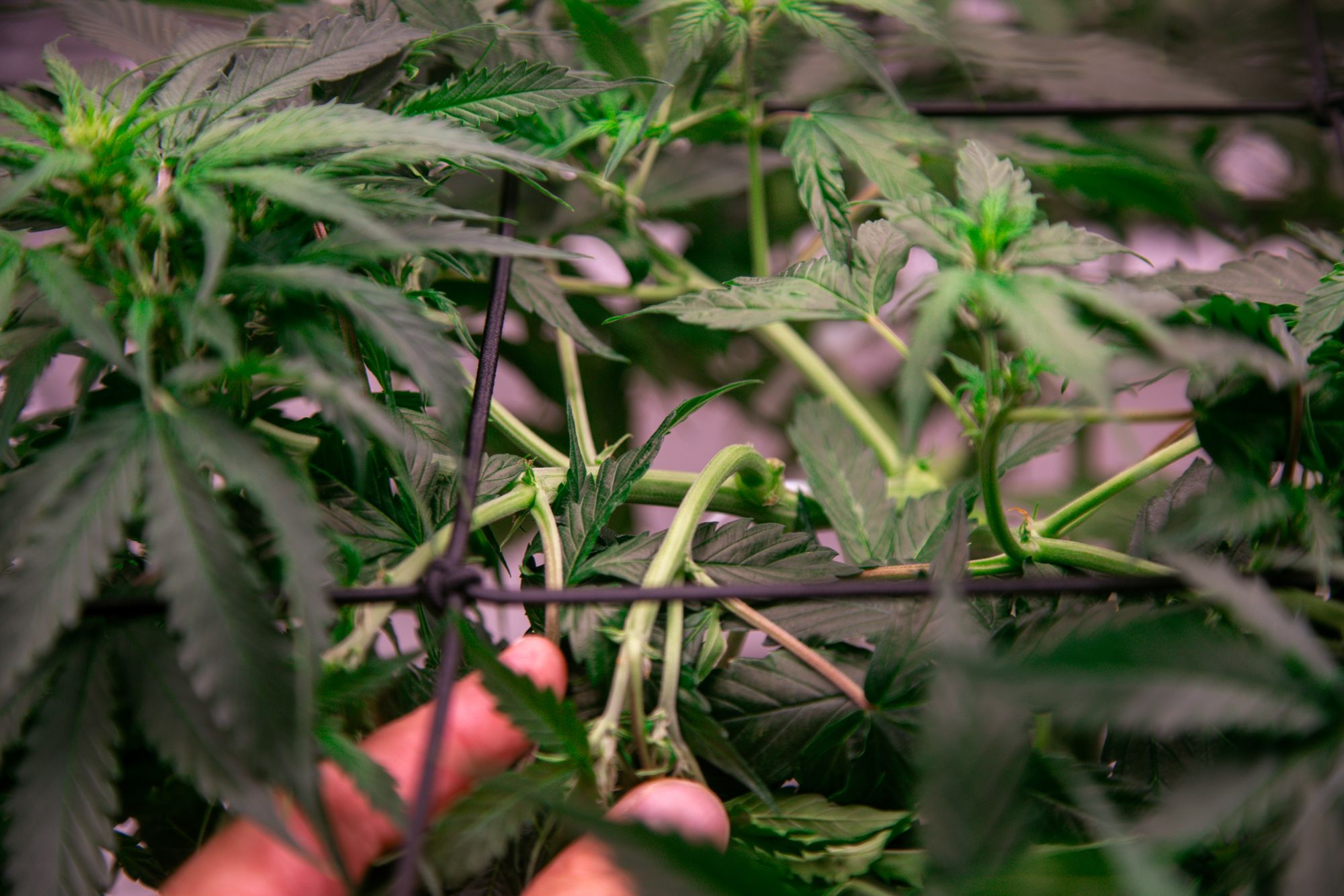 weed-6578.jpg