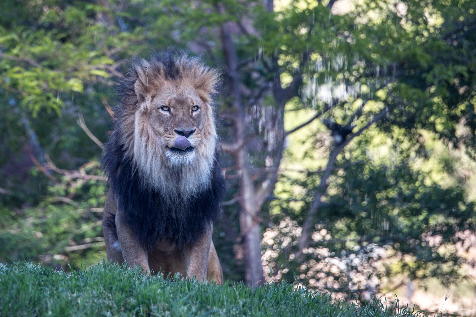 bigcats-2925.jpg