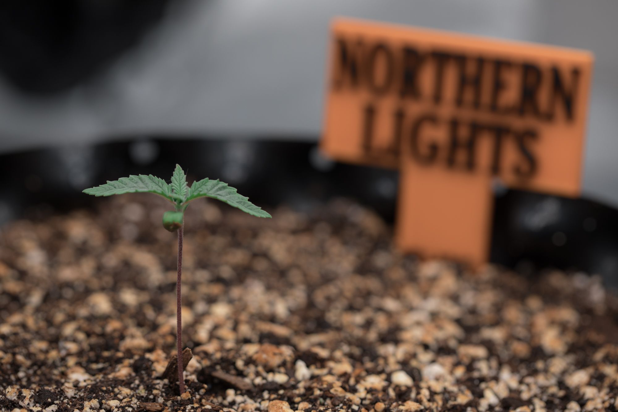 seedlings-9861.jpg