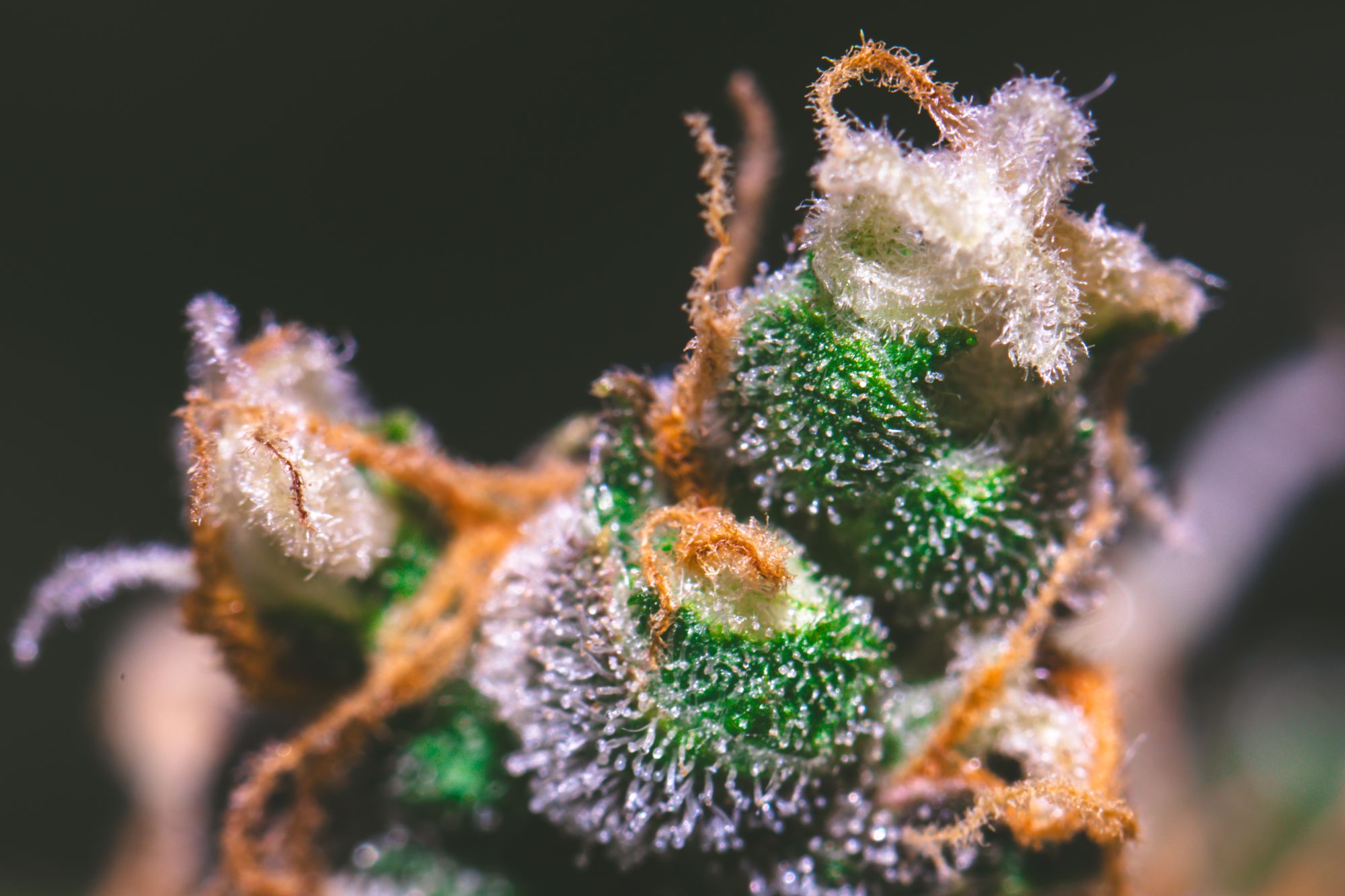 weed-9117.jpg