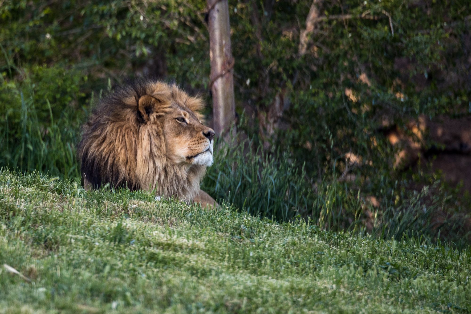 bigcats-2958.jpg