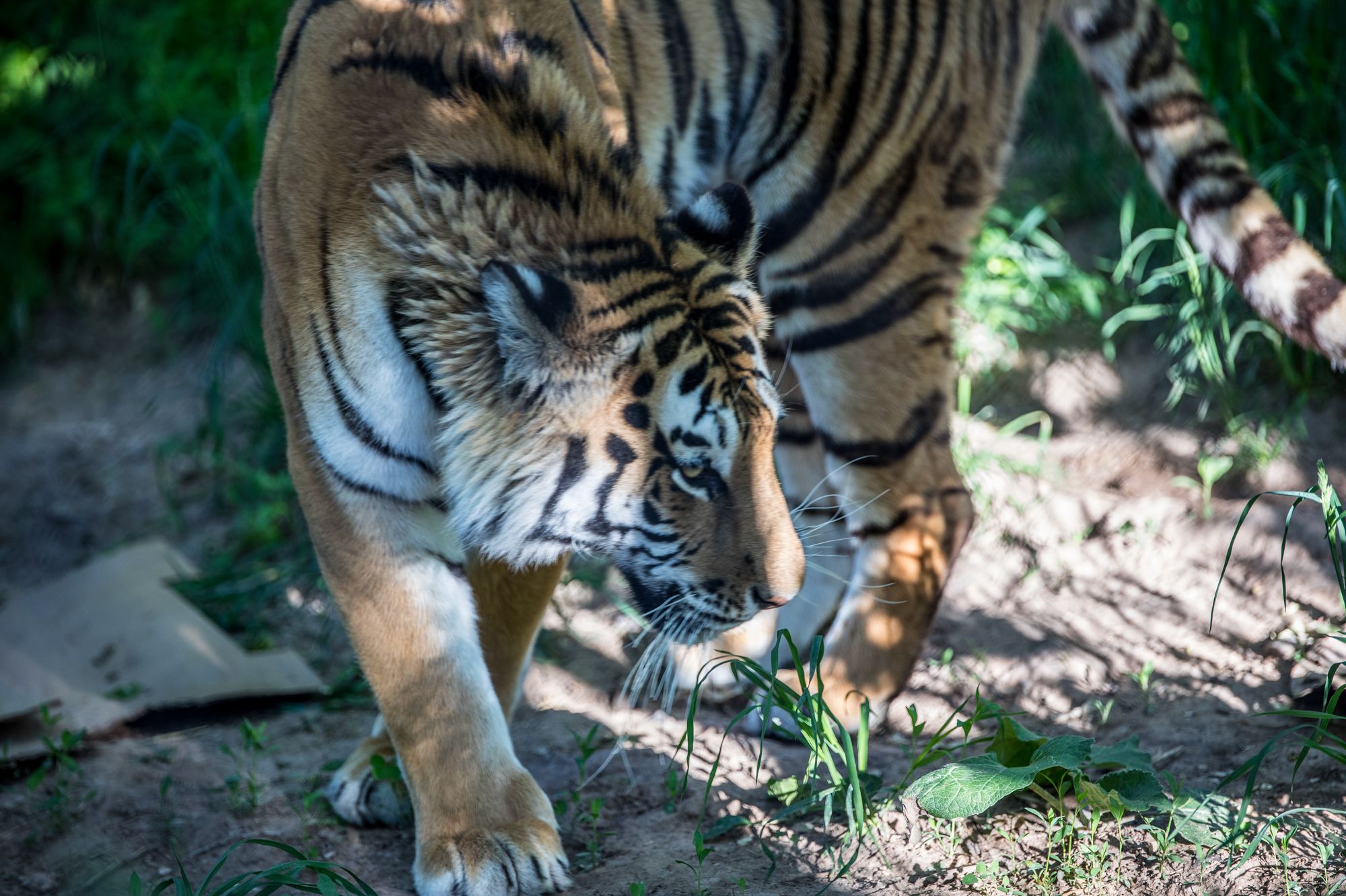 bigcats-2851.jpg