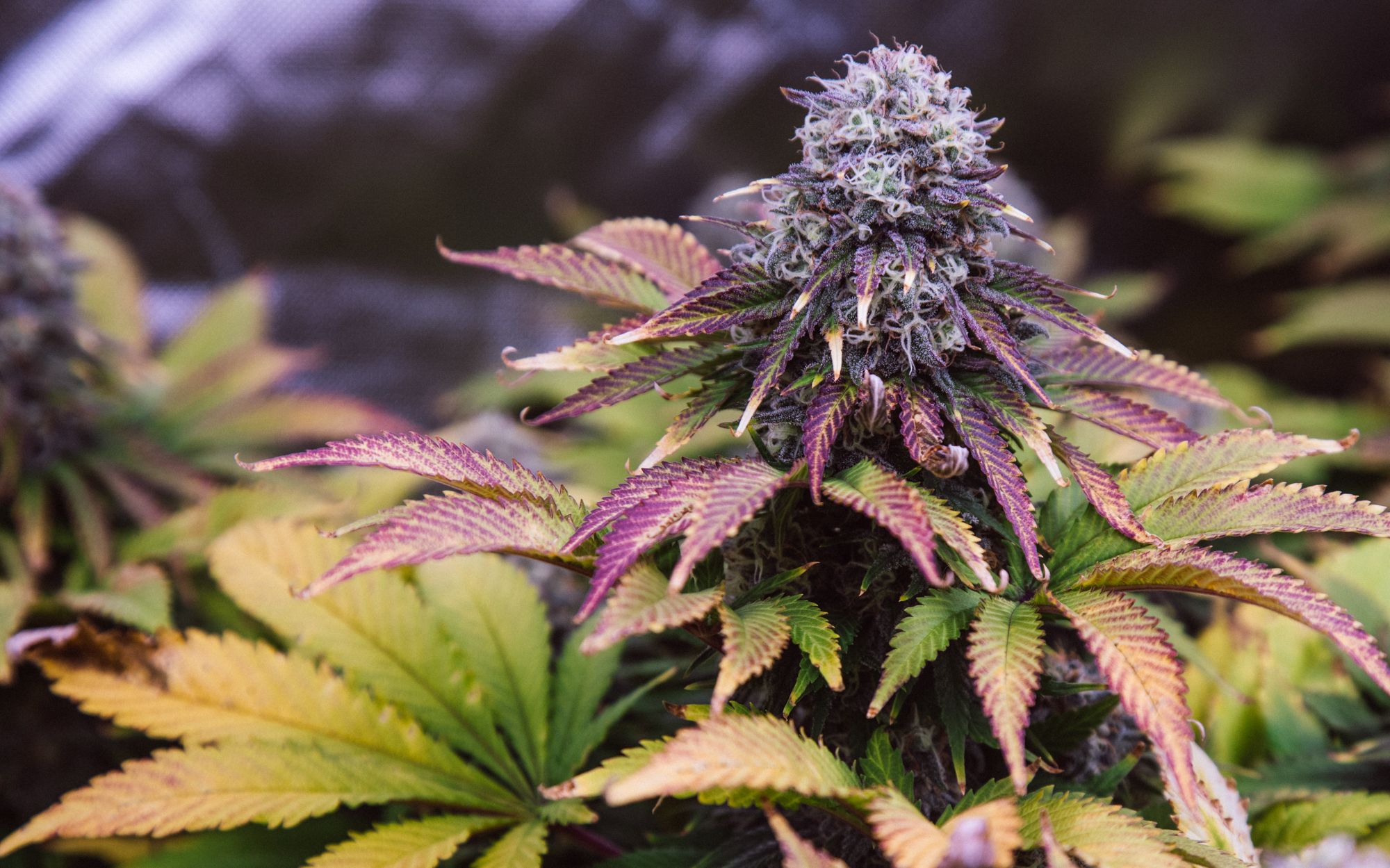 weed-4197.jpg