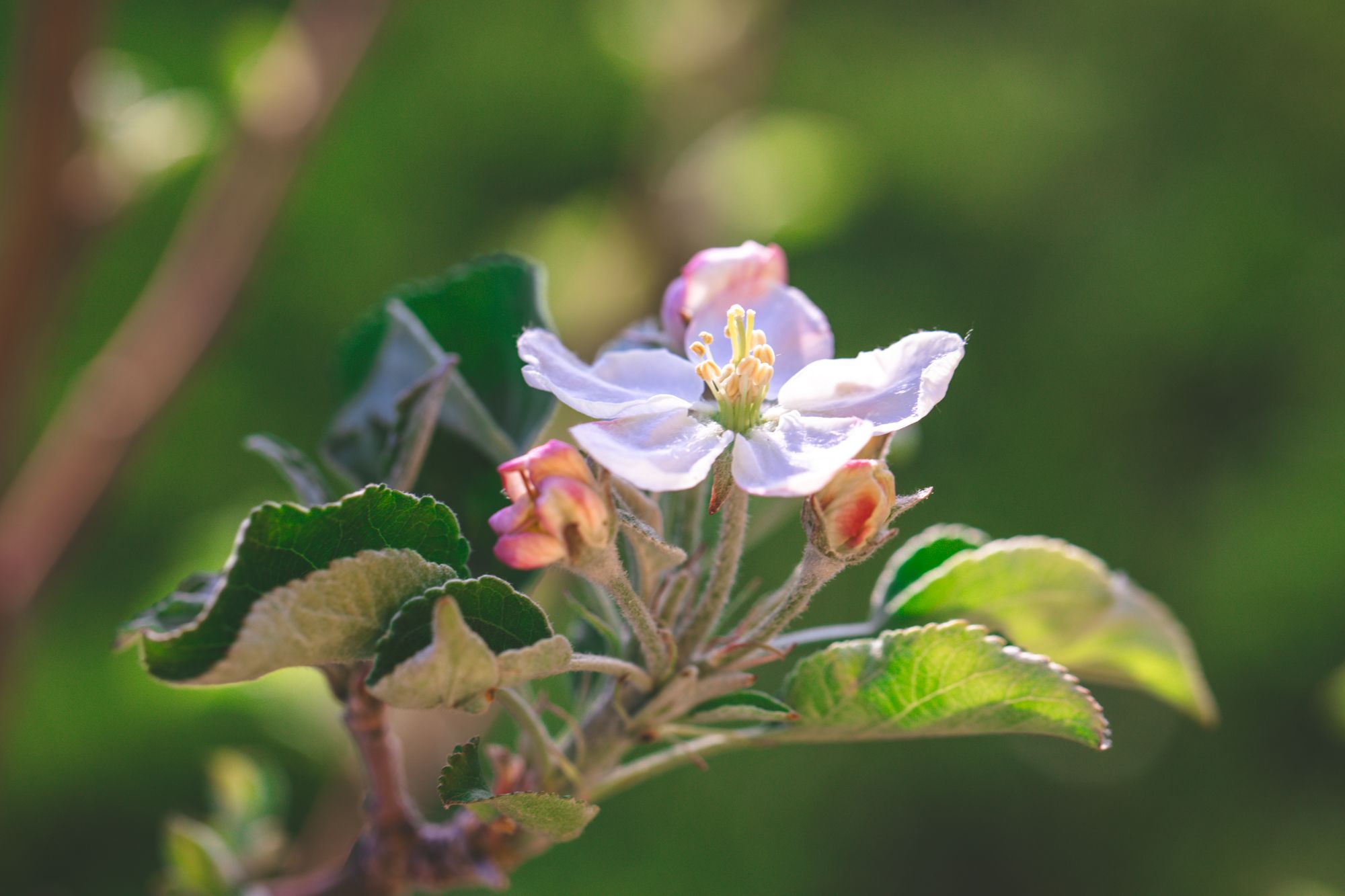 flowers-1117.jpg