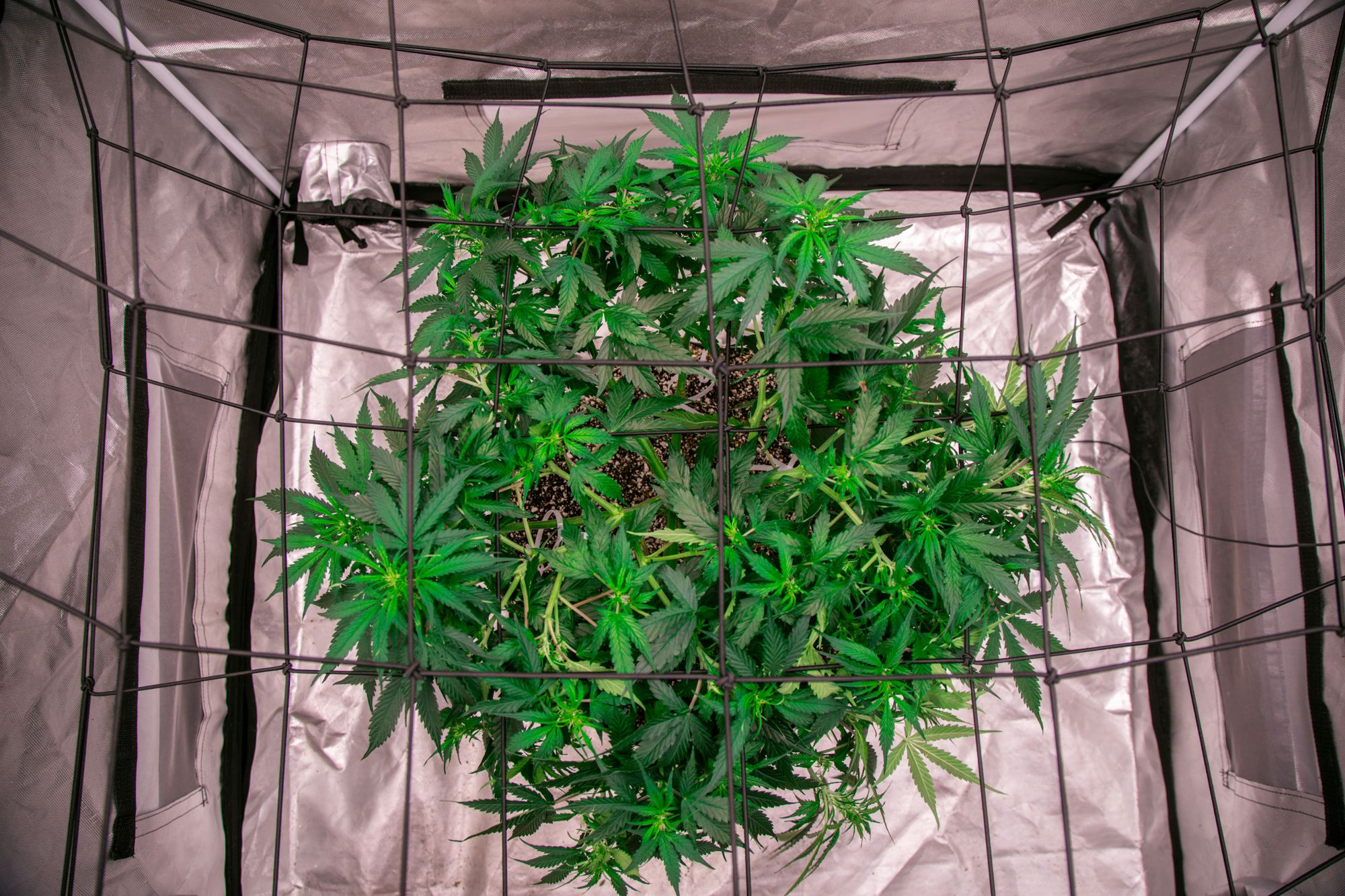 weed-6580.jpg