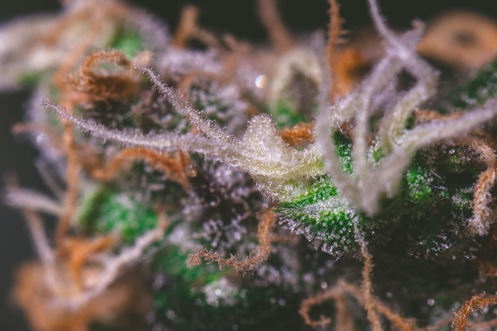 weed-9114.jpg