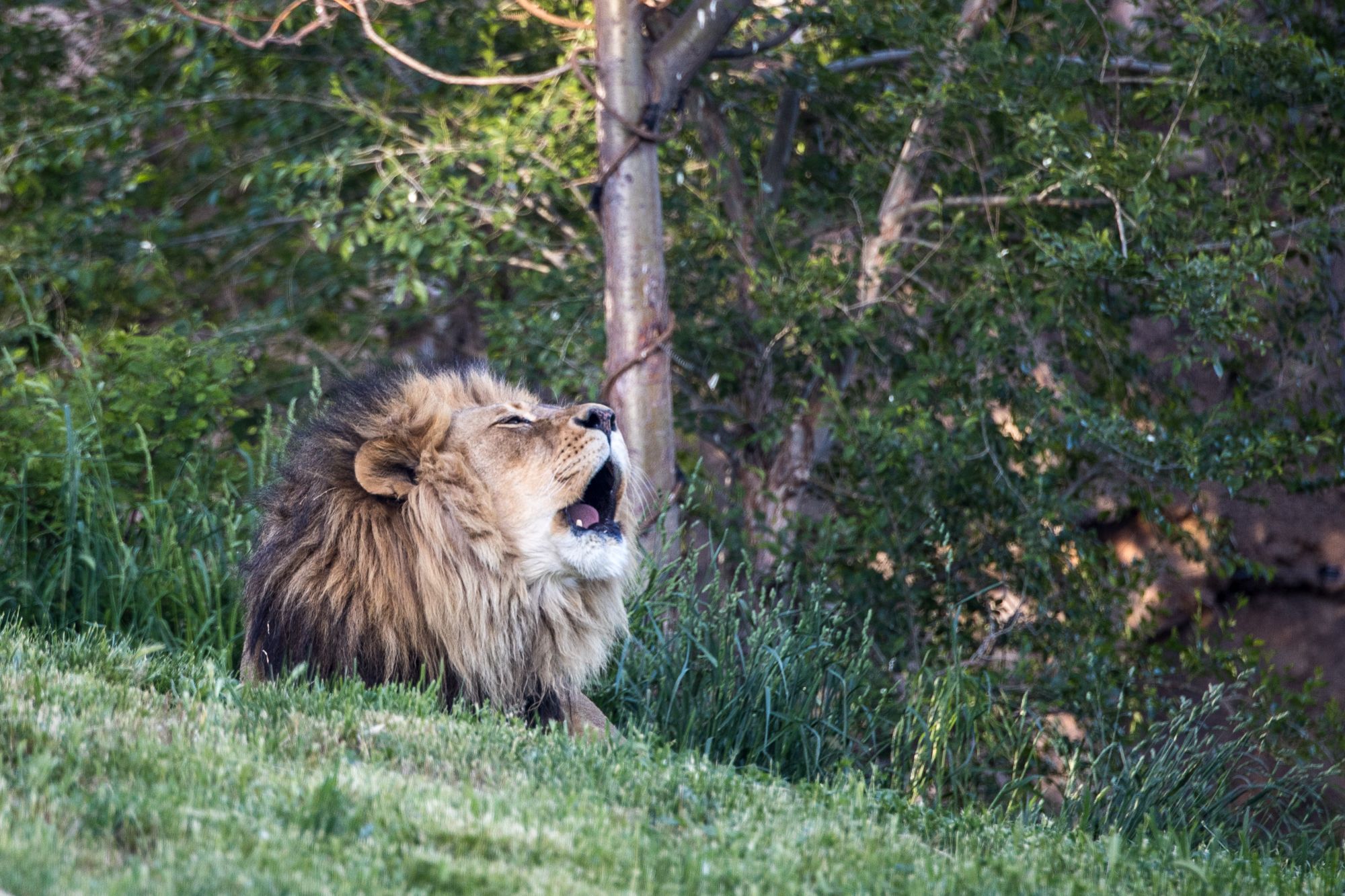 bigcats-2944.jpg