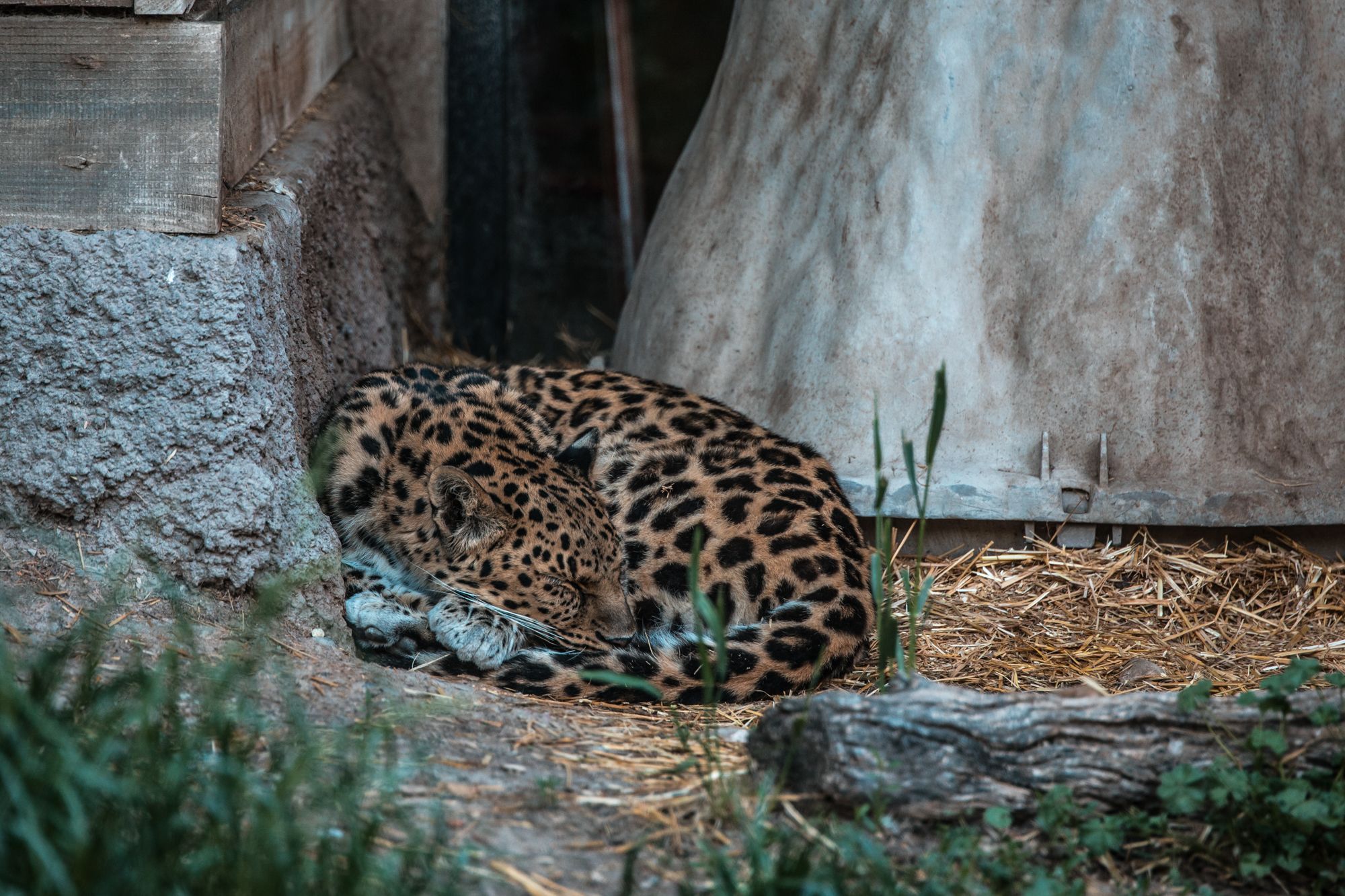bigcats-2853.jpg