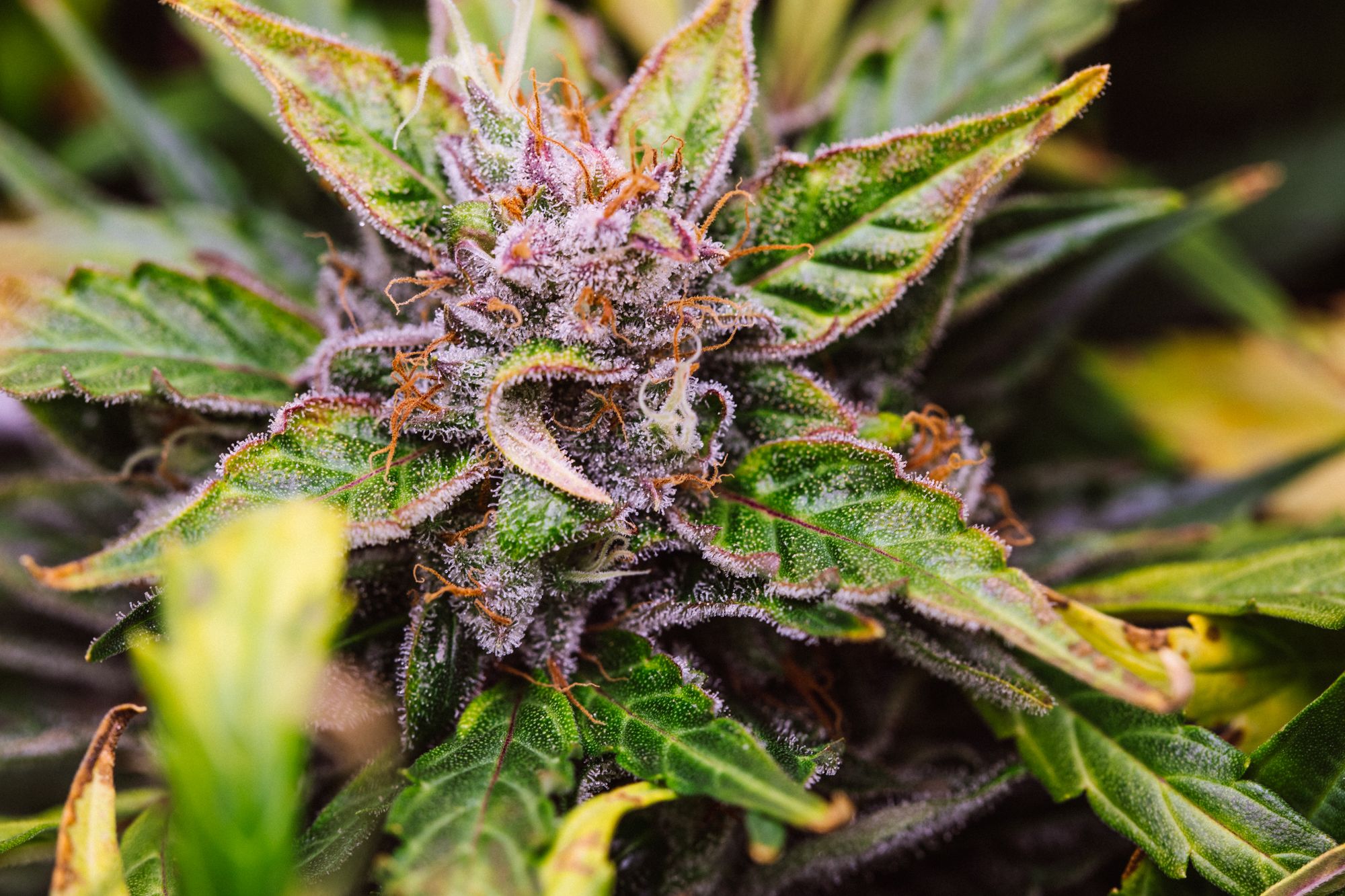 weed-4186.jpg