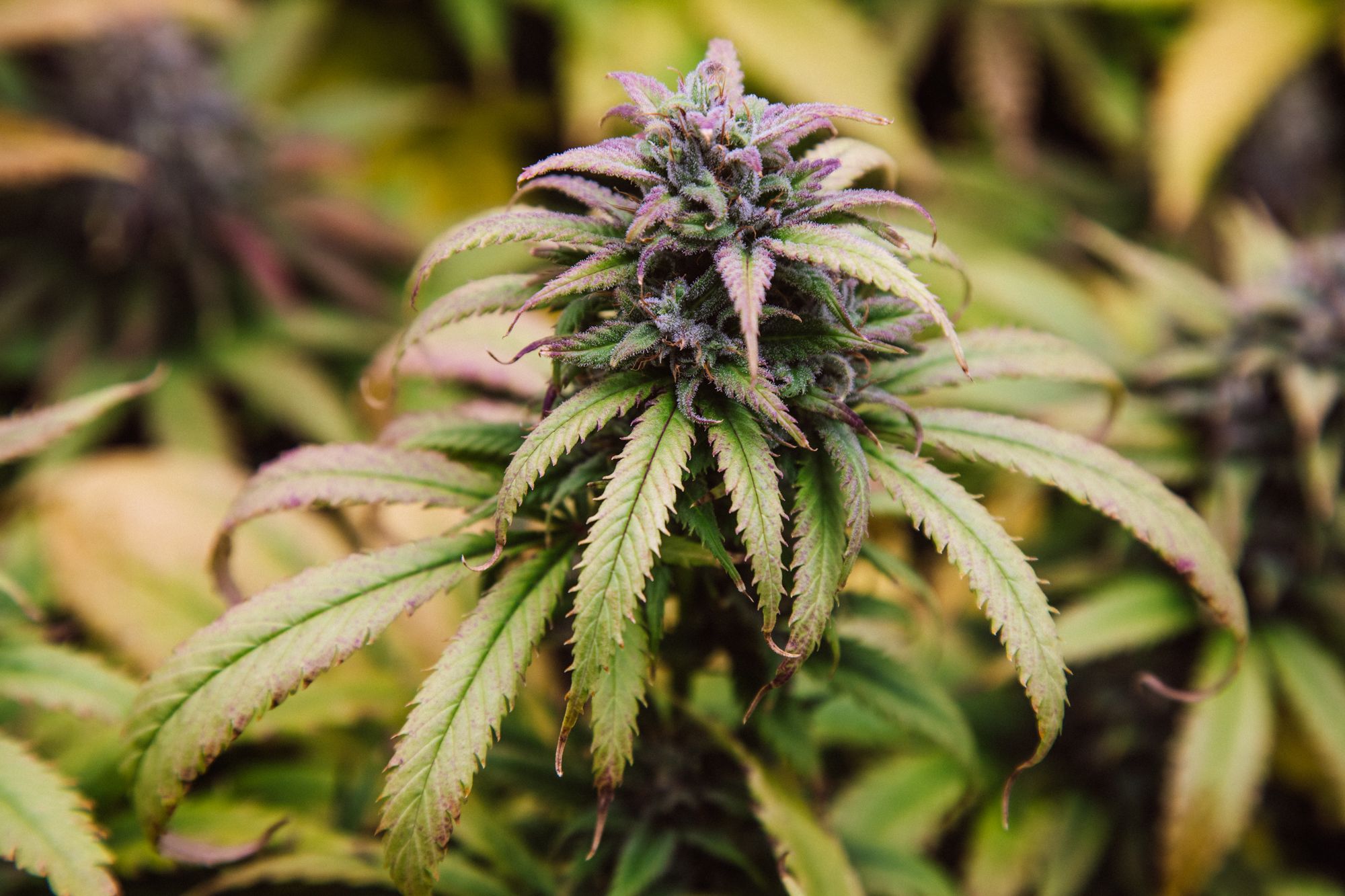 weed-4196.jpg