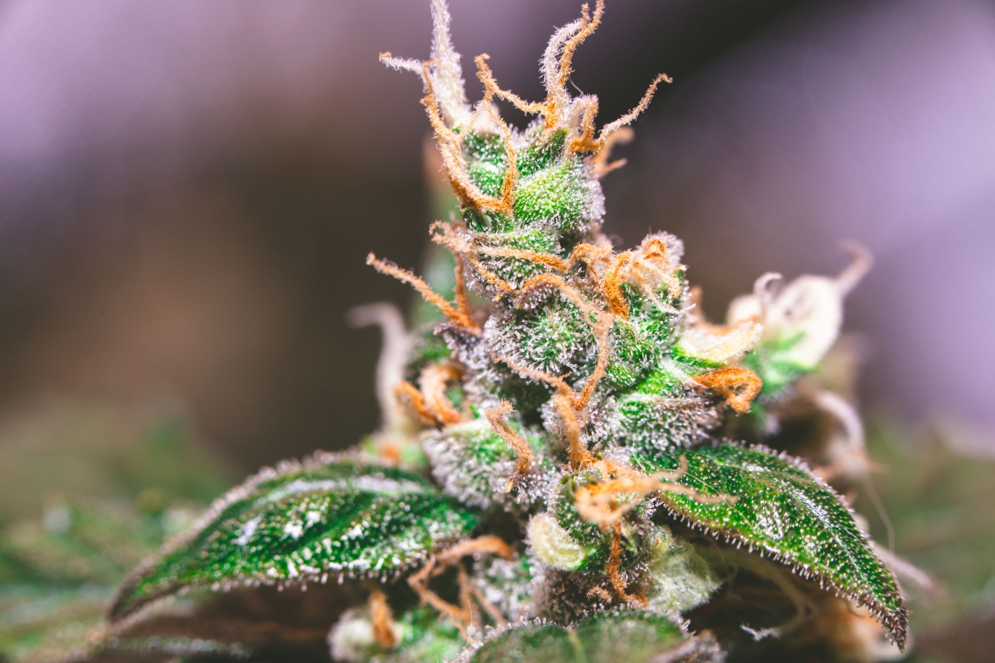 weed-9113.jpg