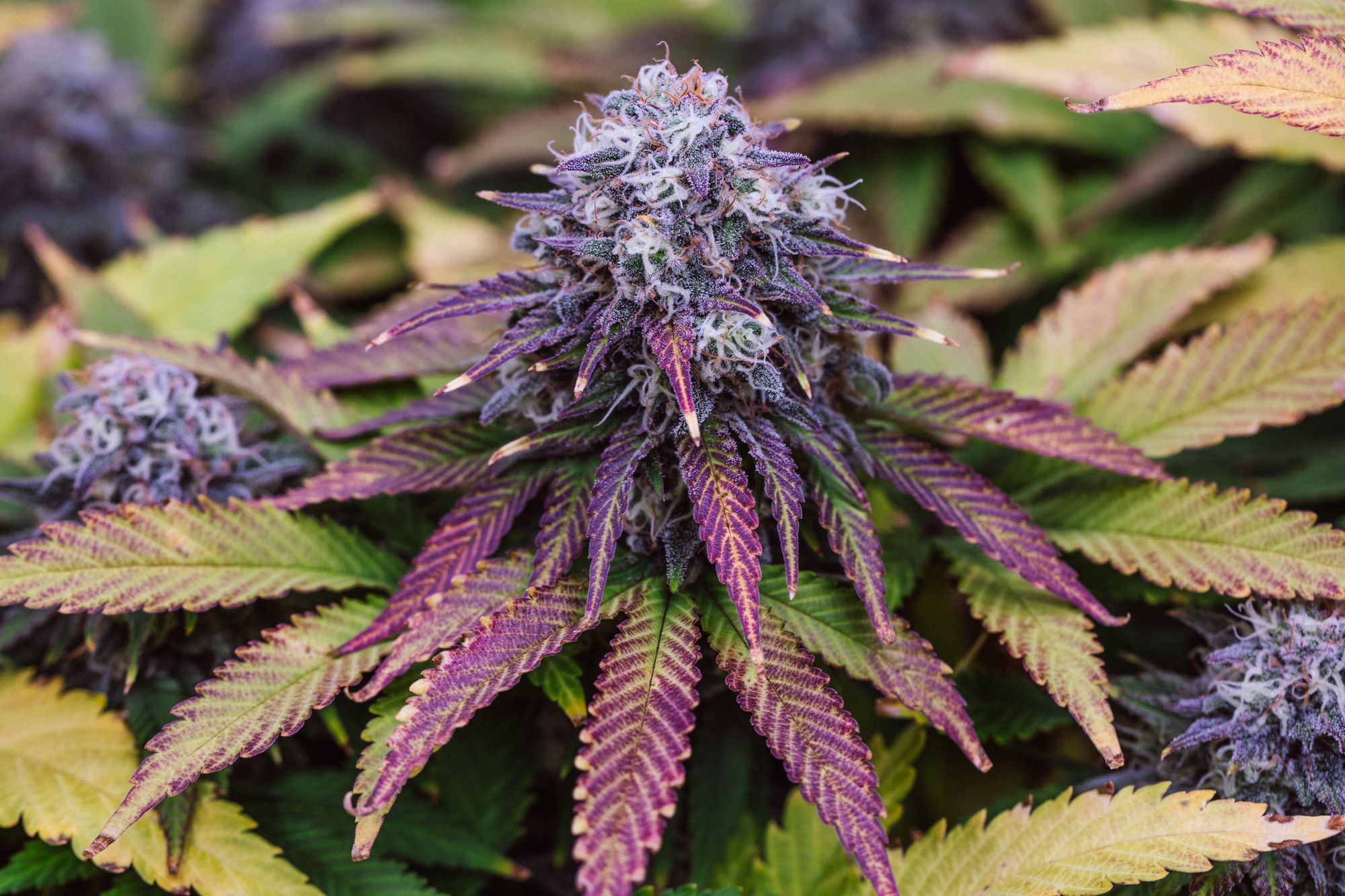 weed-4181.jpg