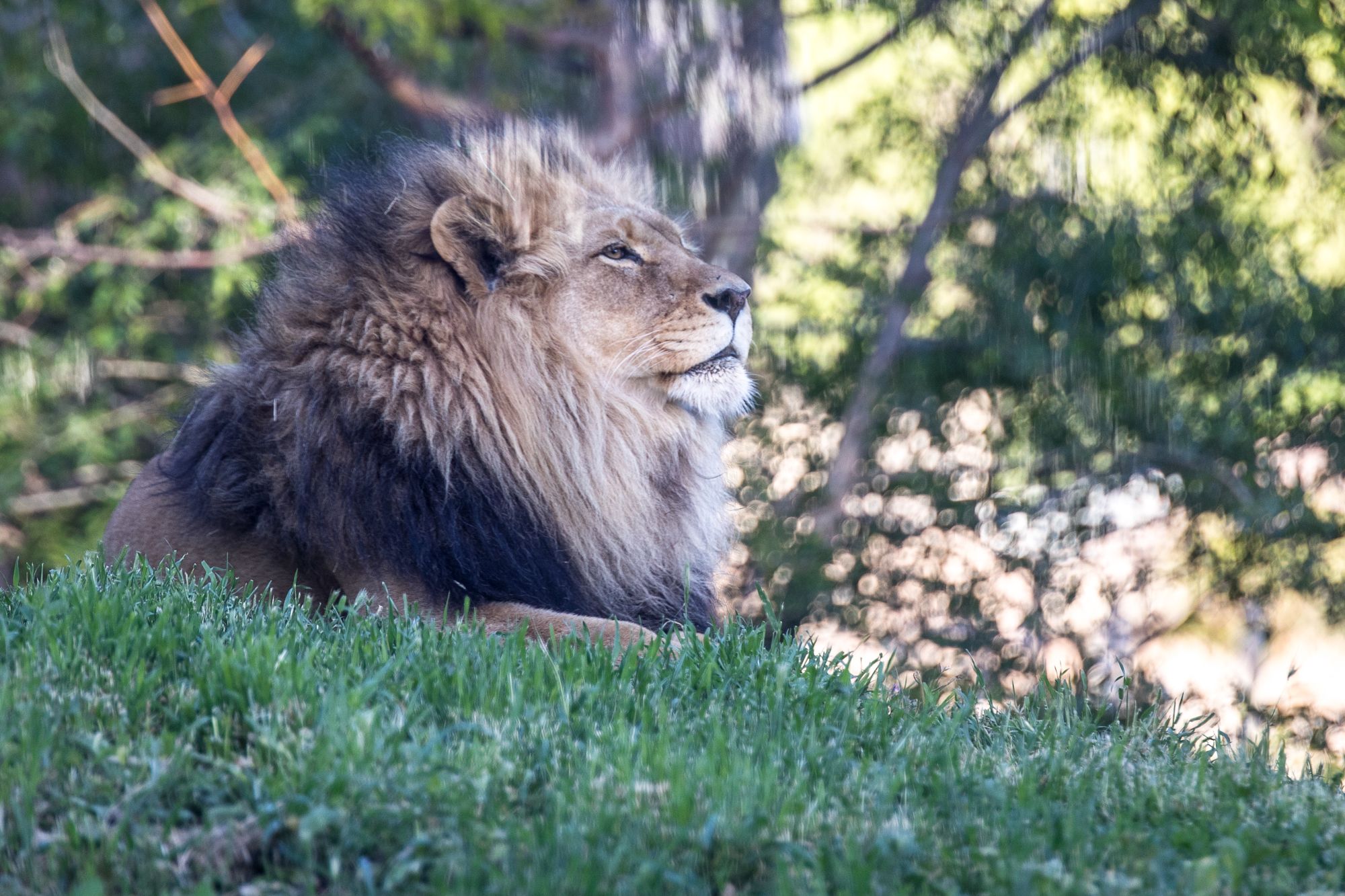 bigcats-2930.jpg