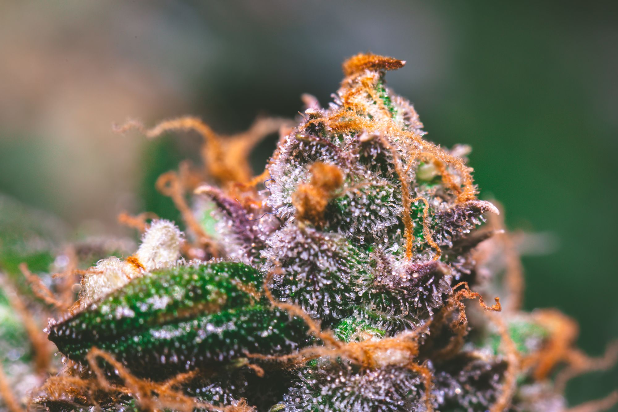weed-9118.jpg