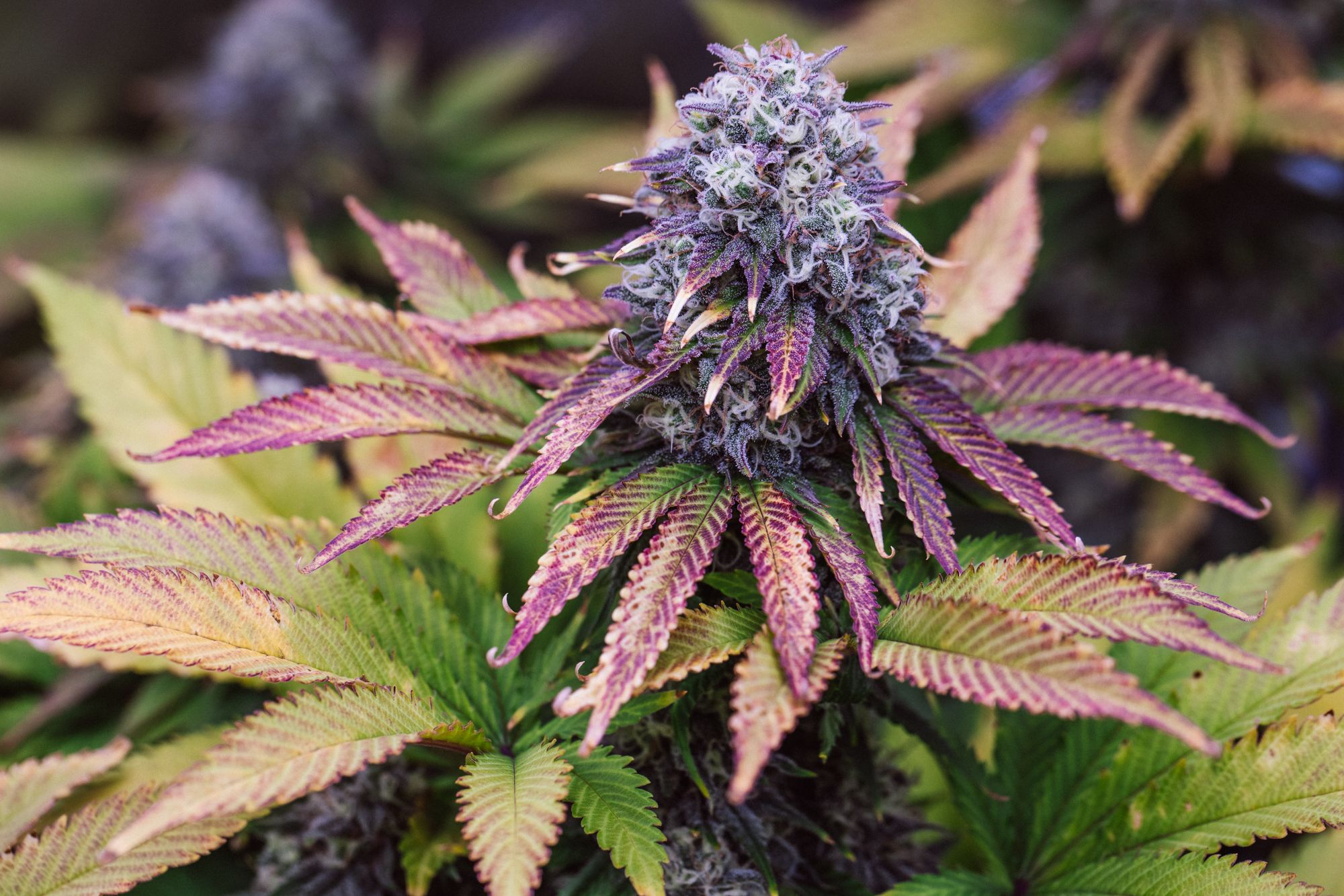 weed-4180.jpg