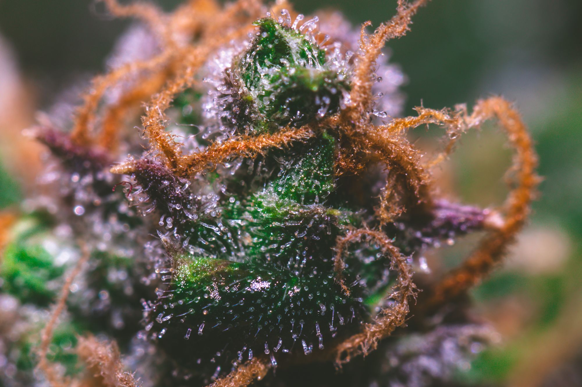 weed-9116.jpg