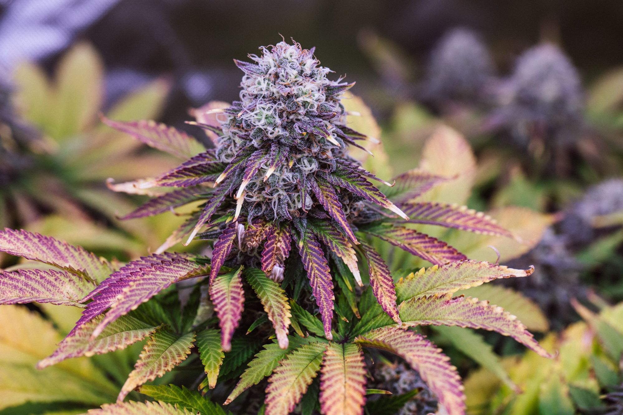 weed-4177.jpg