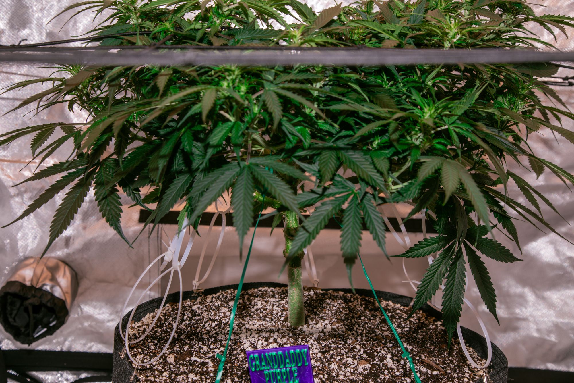 weed-6571.jpg