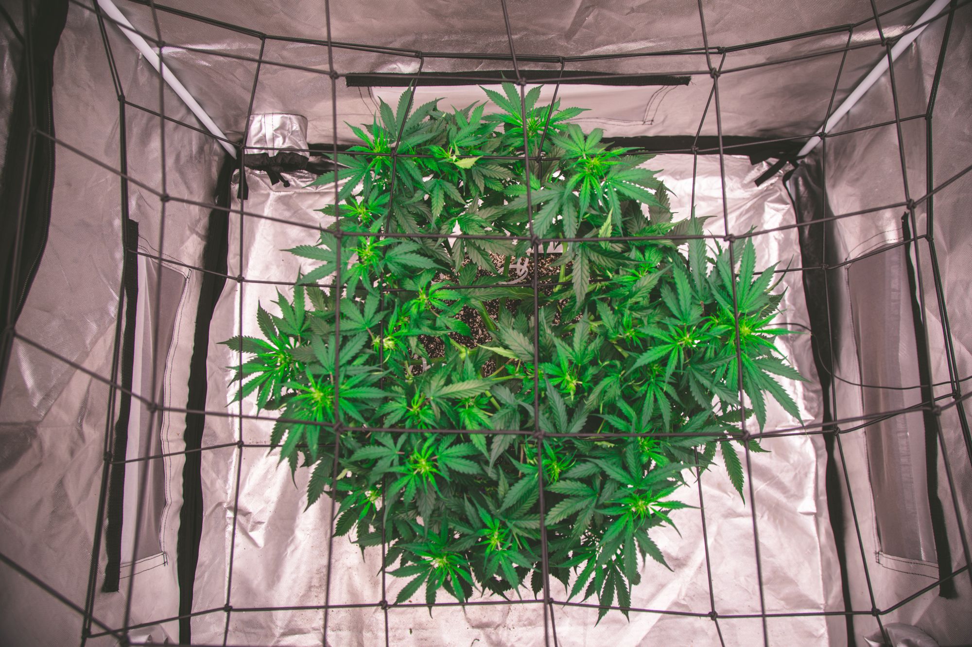 weed-6566.jpg