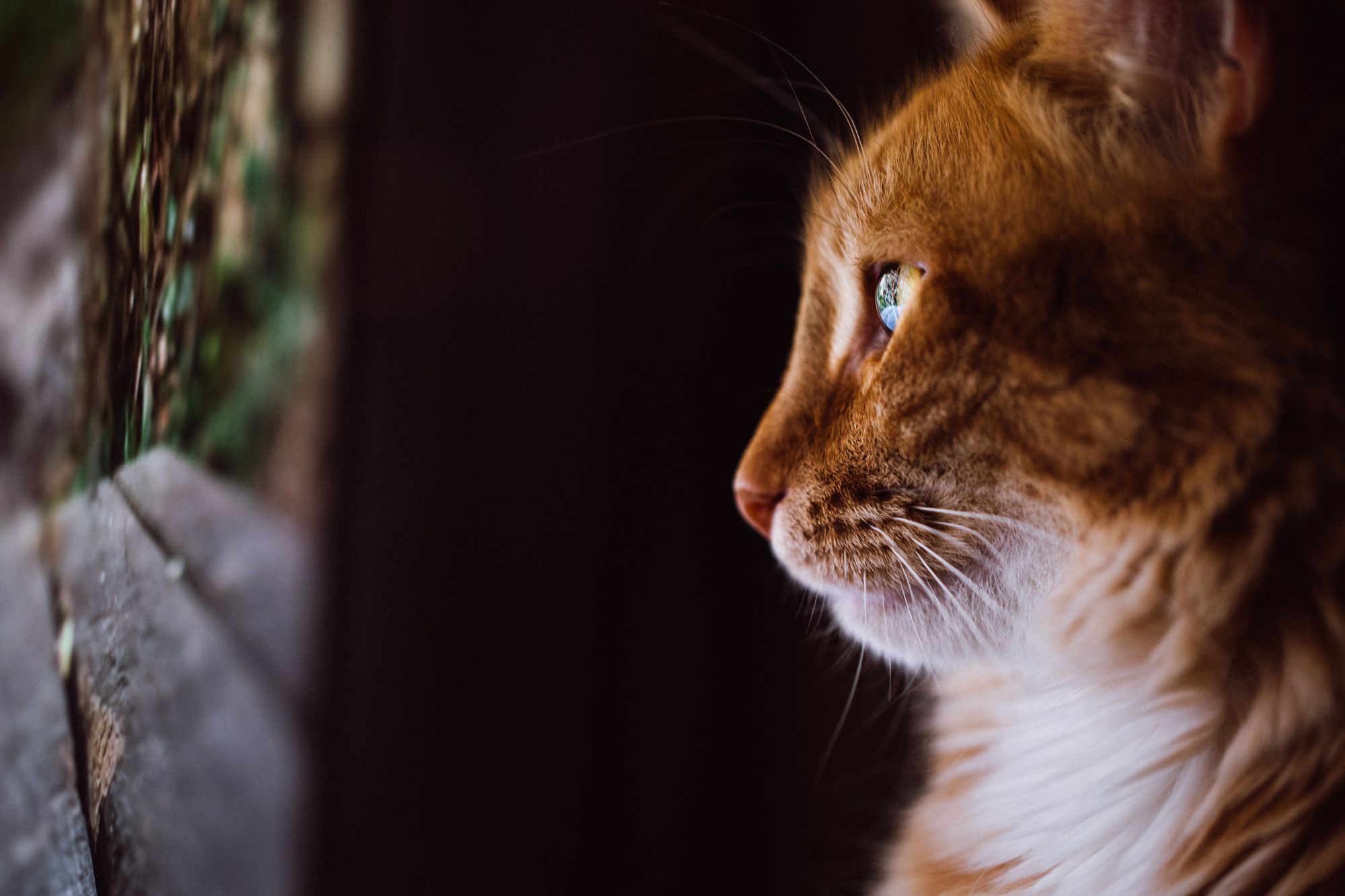 rusty-2274.jpg