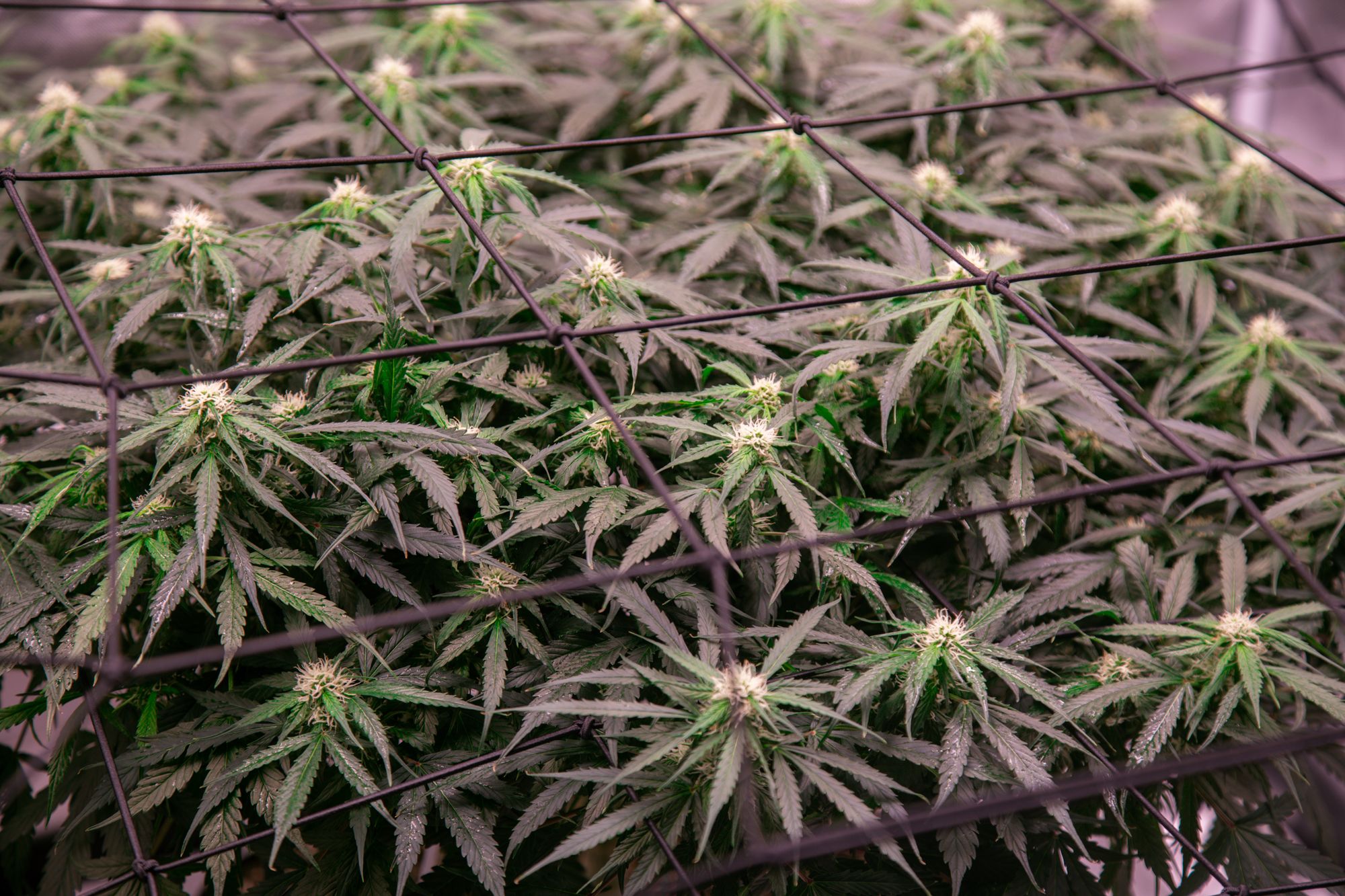 weed-6737.jpg