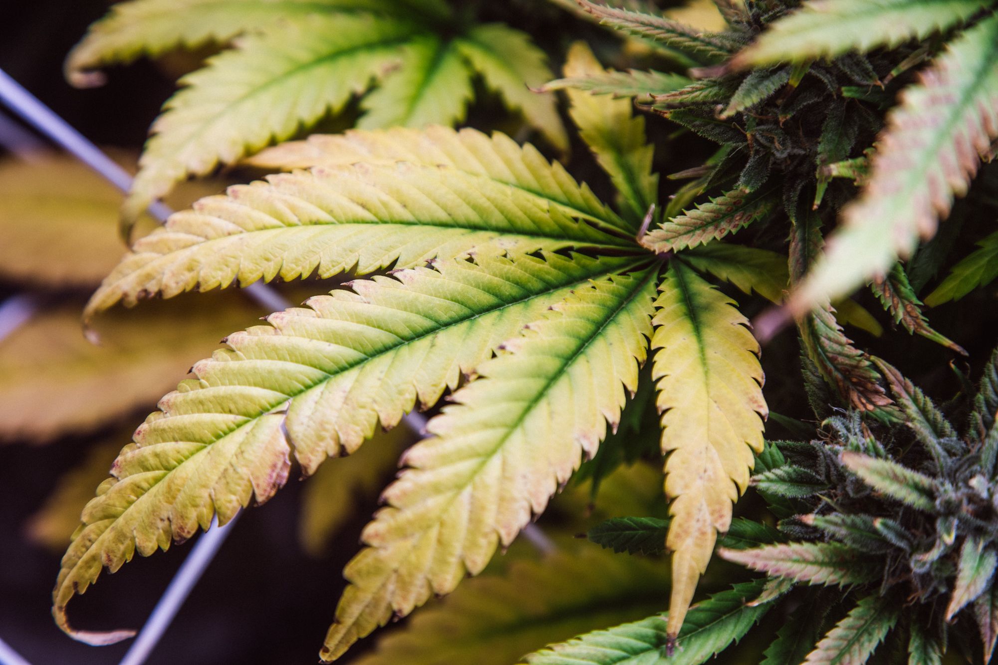 weed-4194.jpg