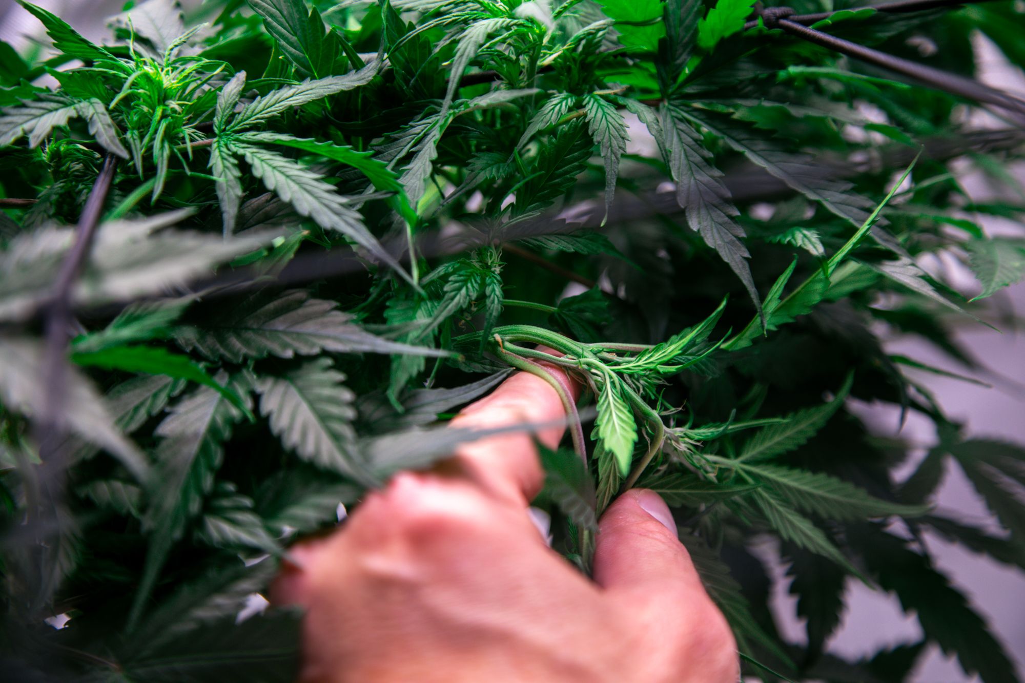 weed-6577.jpg