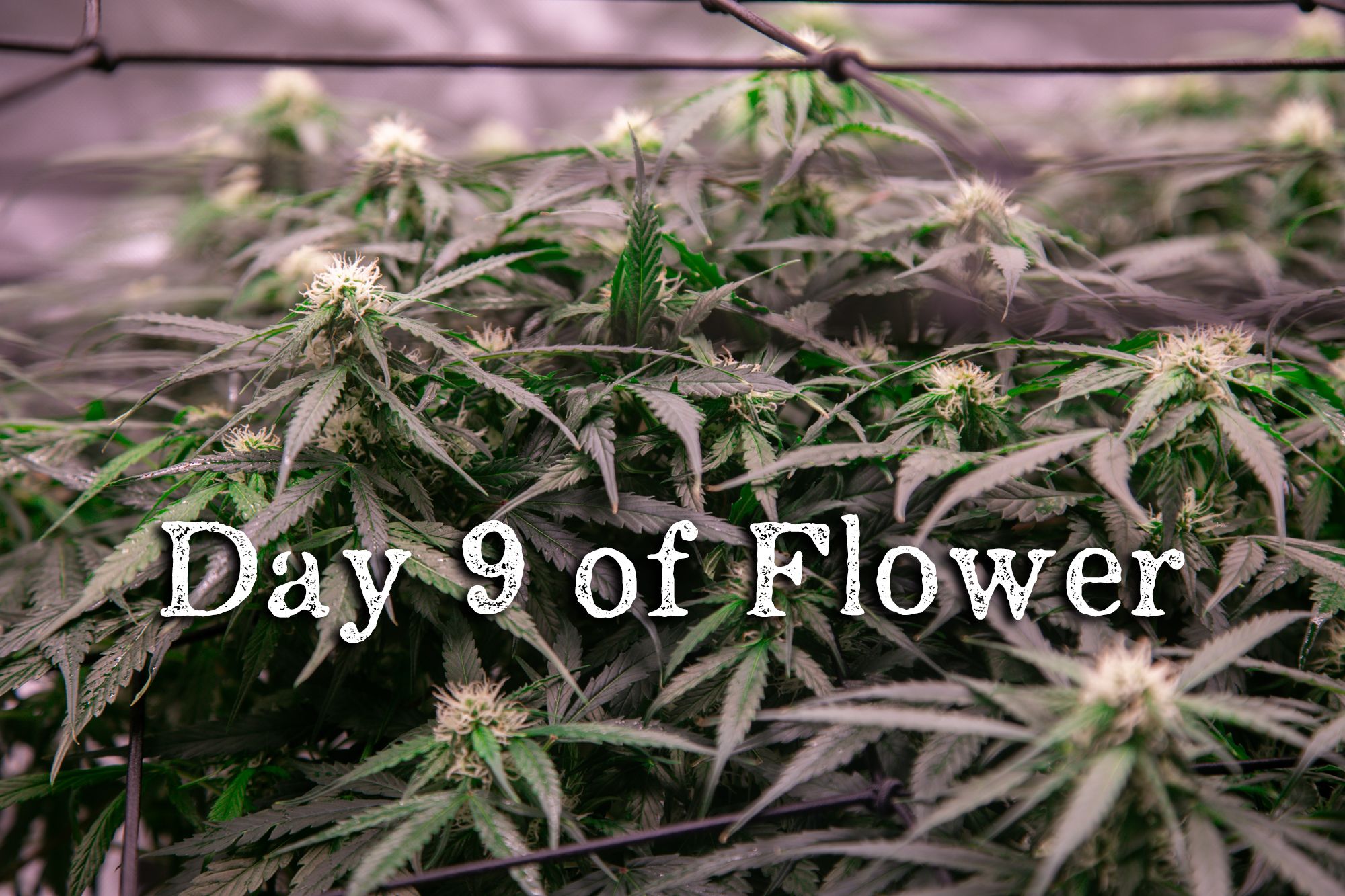 weed-6739.jpg