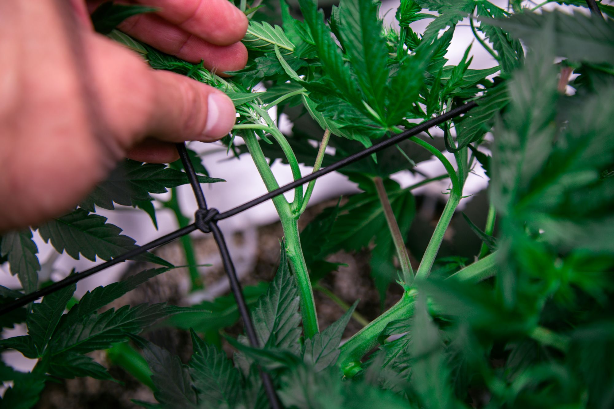 weed-6575.jpg