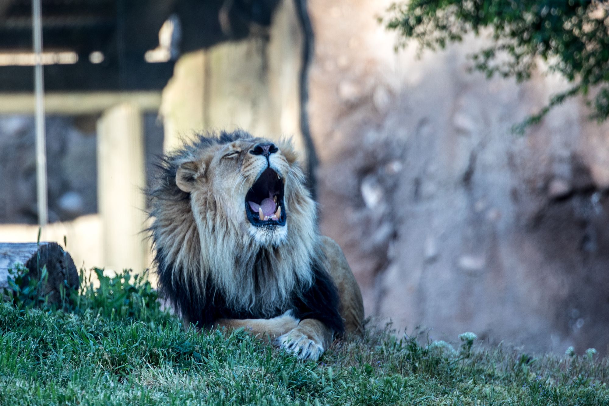 bigcats-2951.jpg