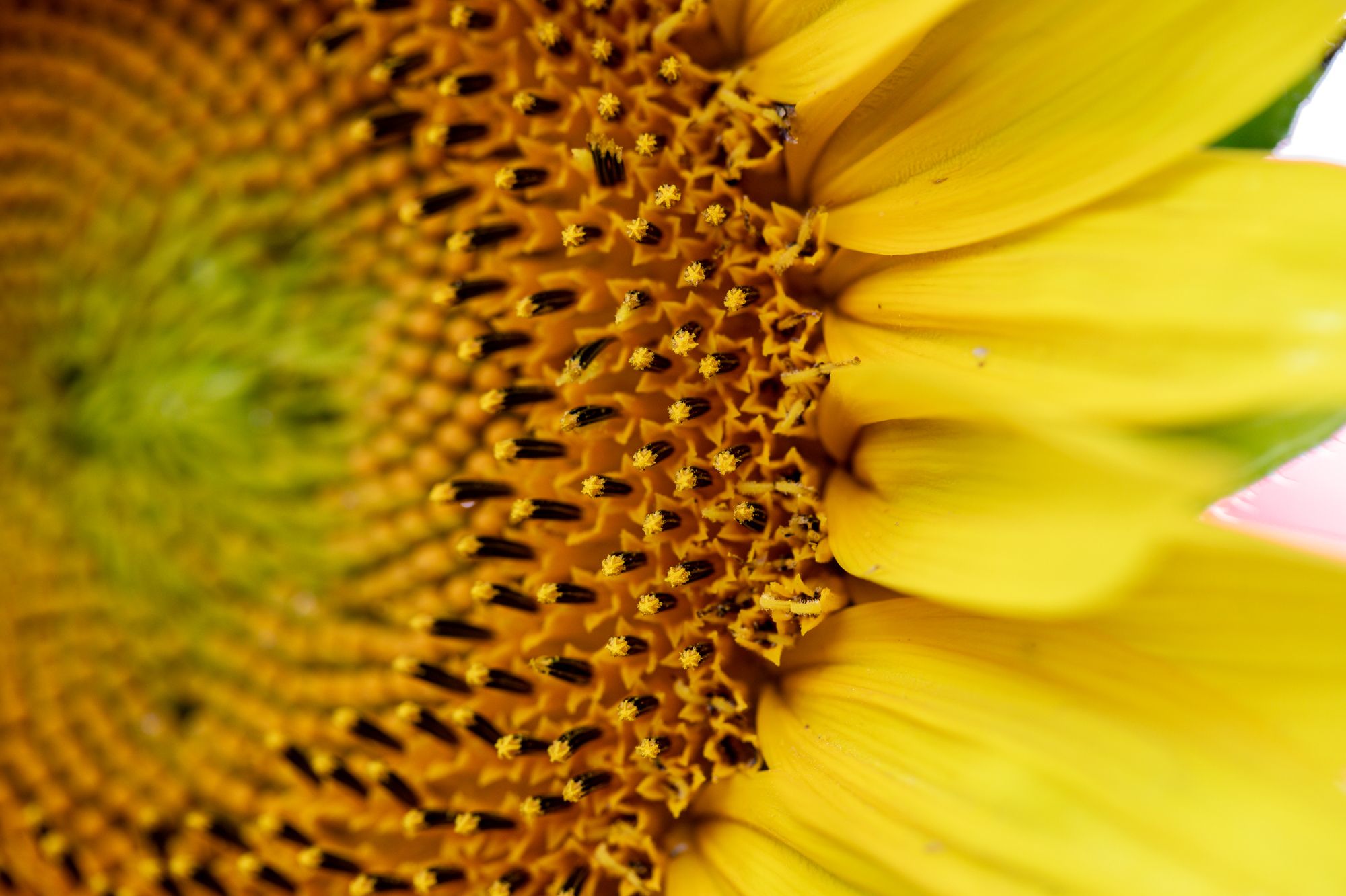 flowers-3883.jpg