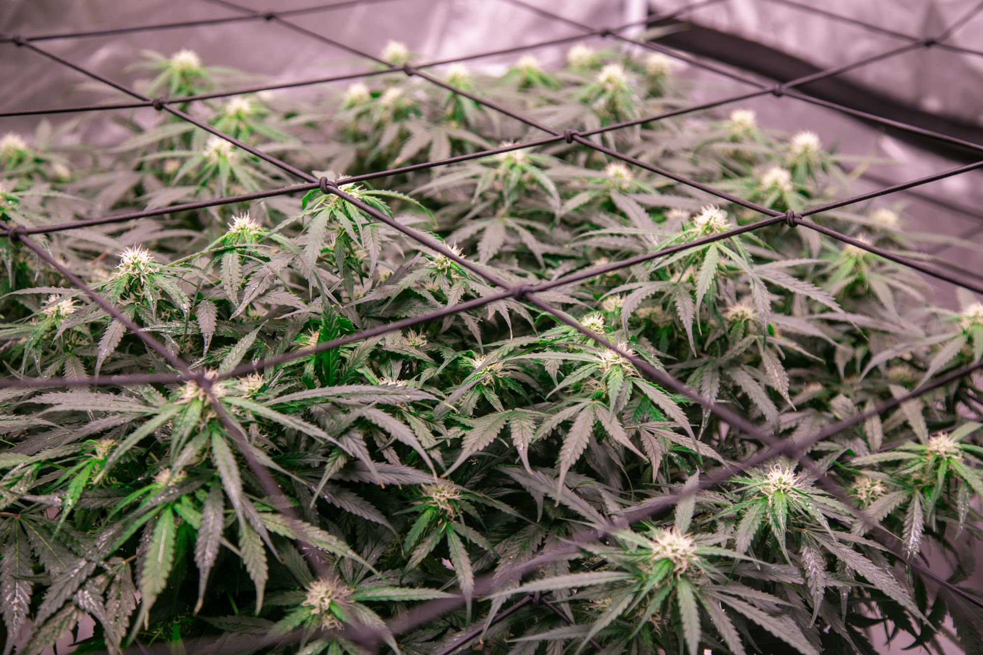 weed-6738.jpg