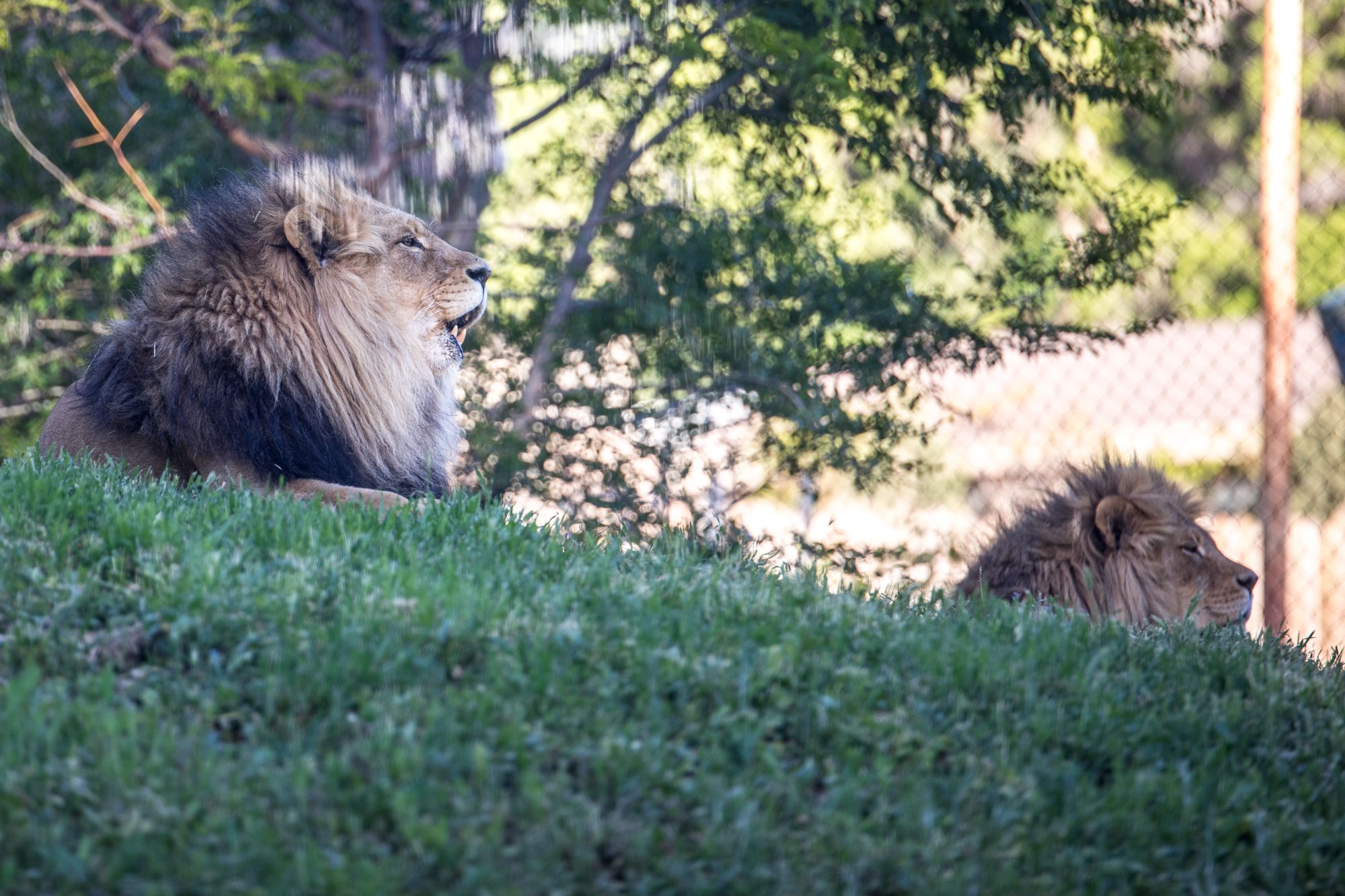 bigcats-2928.jpg