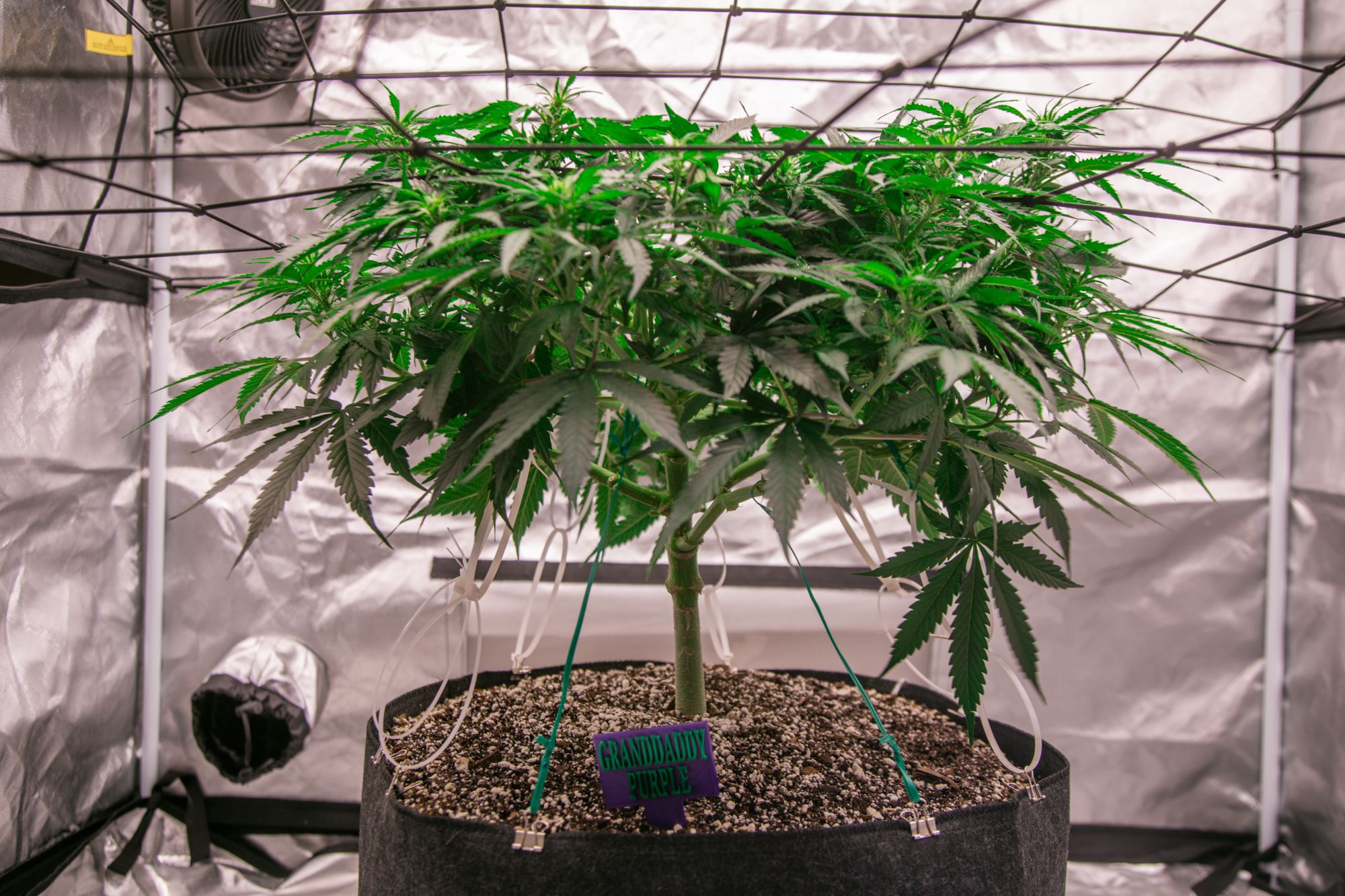 weed-6569.jpg