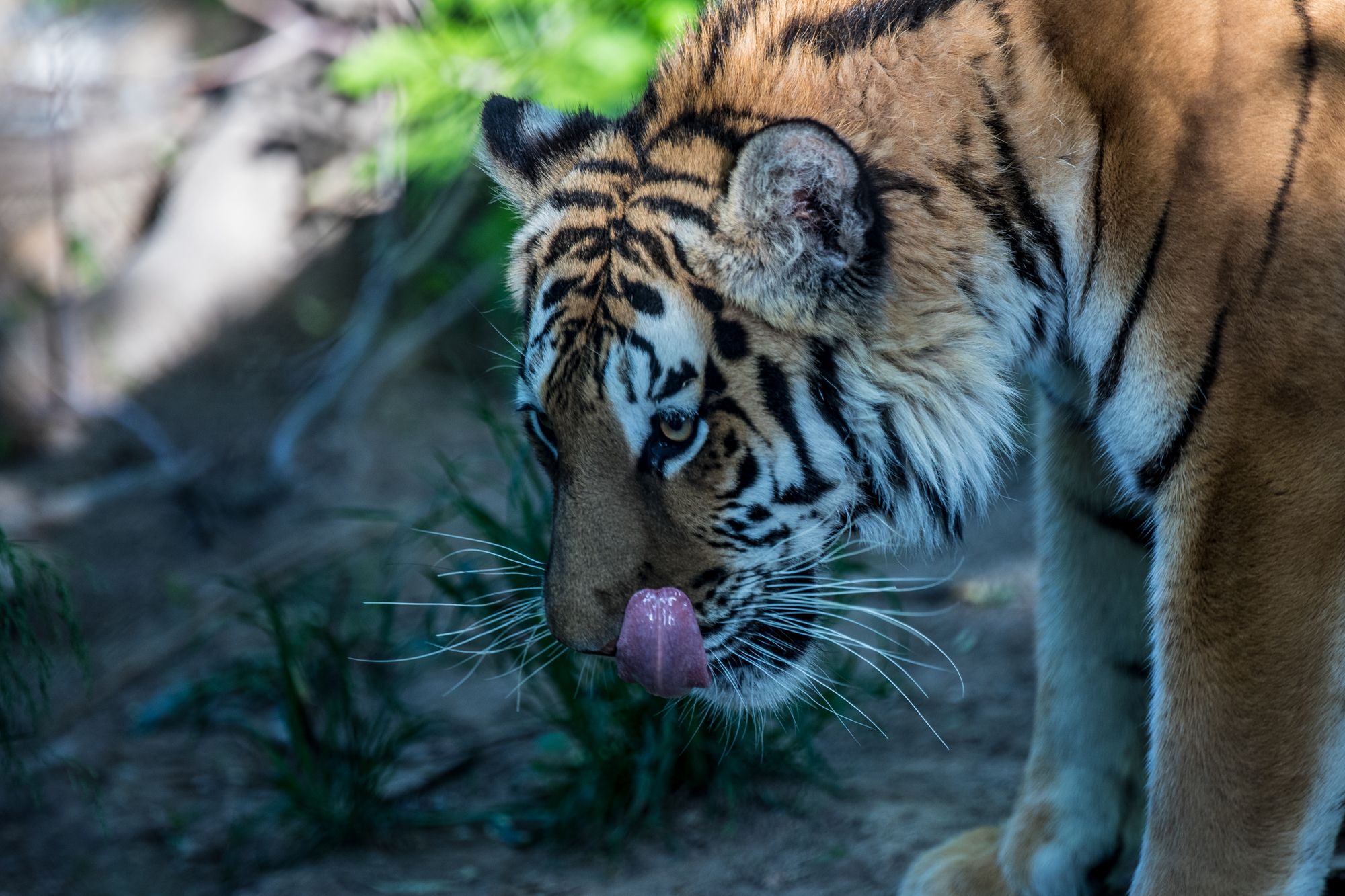 bigcats-2847.jpg