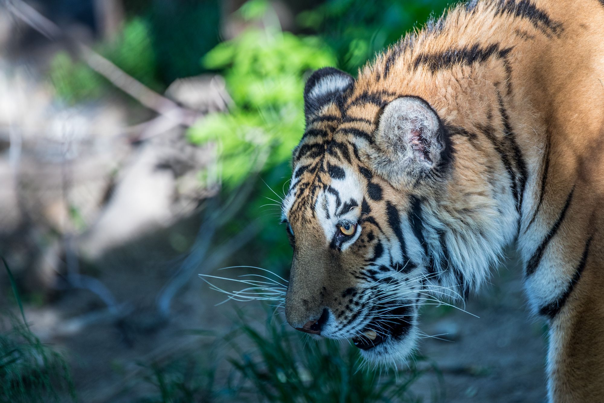 bigcats-2848.jpg