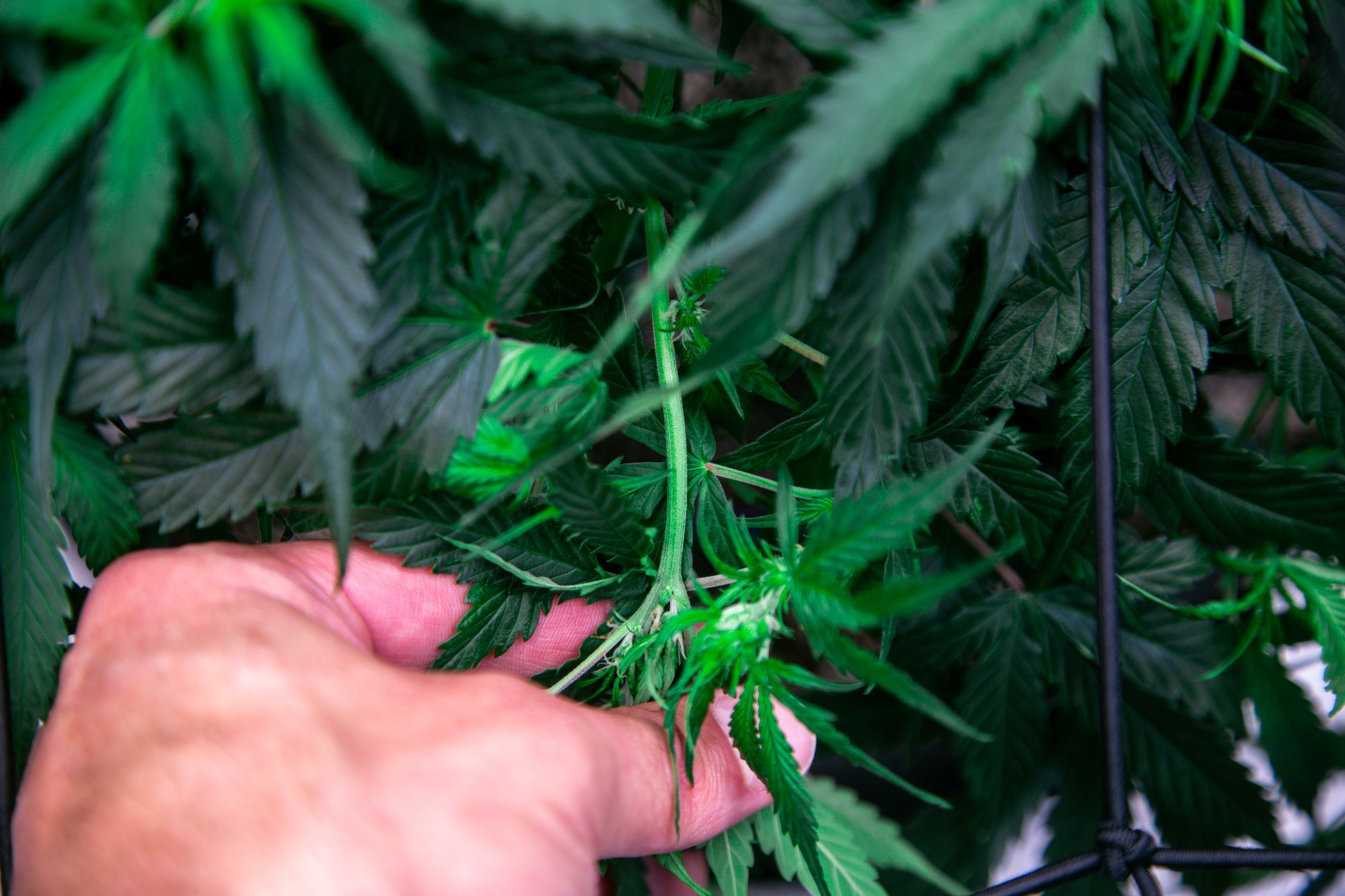 weed-6576.jpg