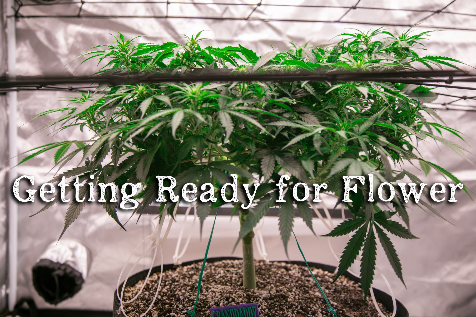 weed-6568.jpg